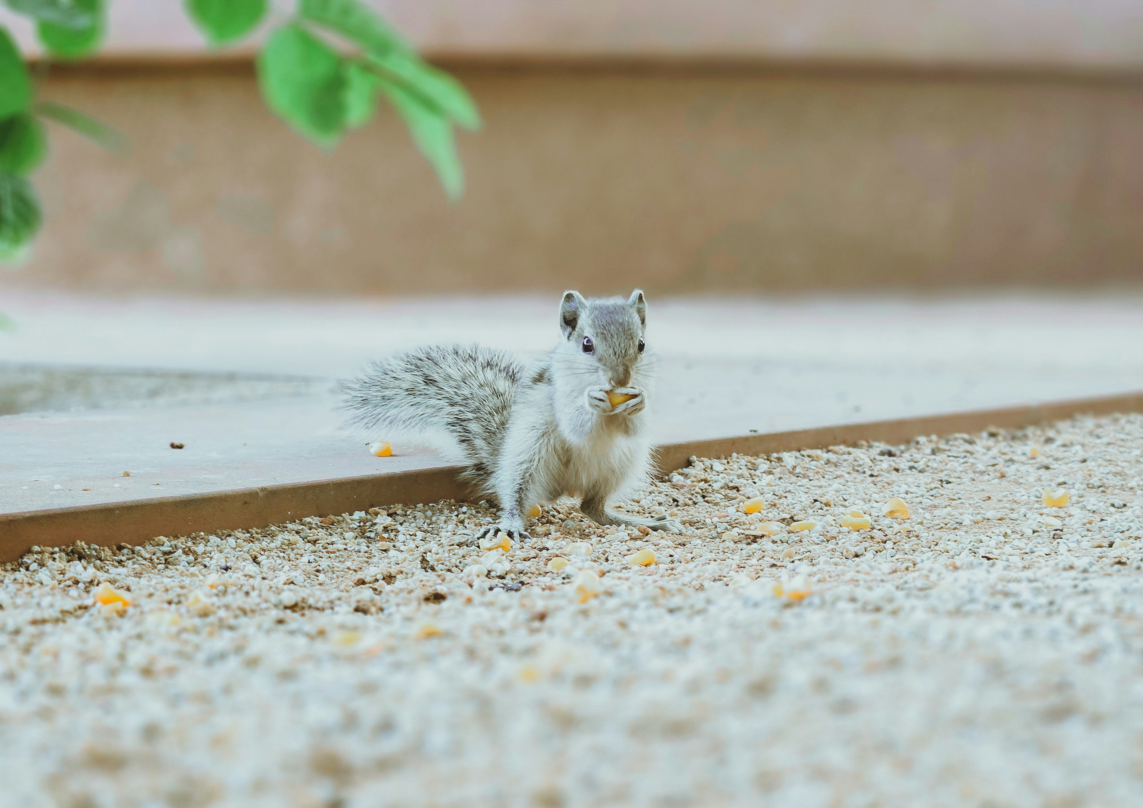 Squirrel enjoys a tasty snack on the ground.