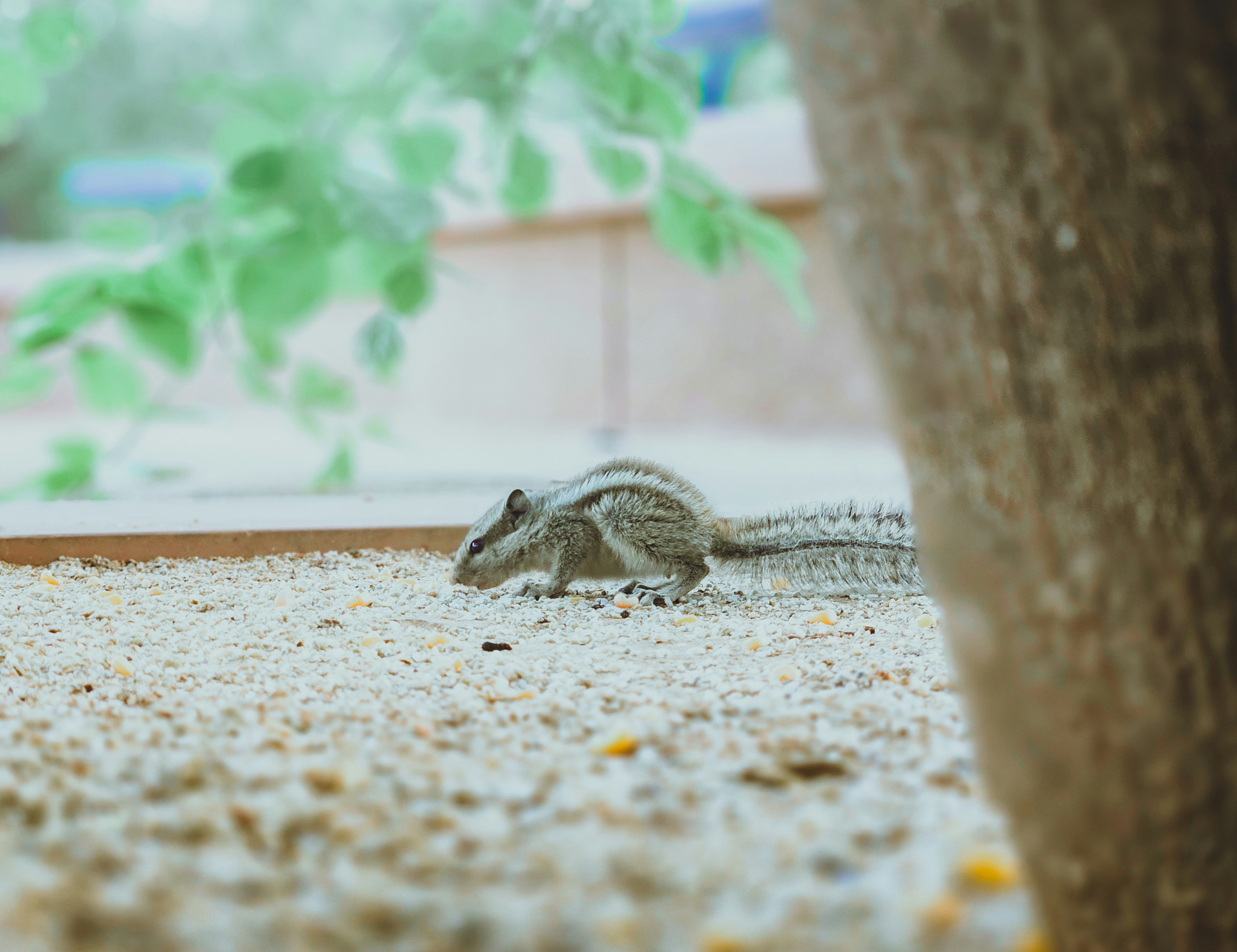 A squirrel strolls along the sandy ground.