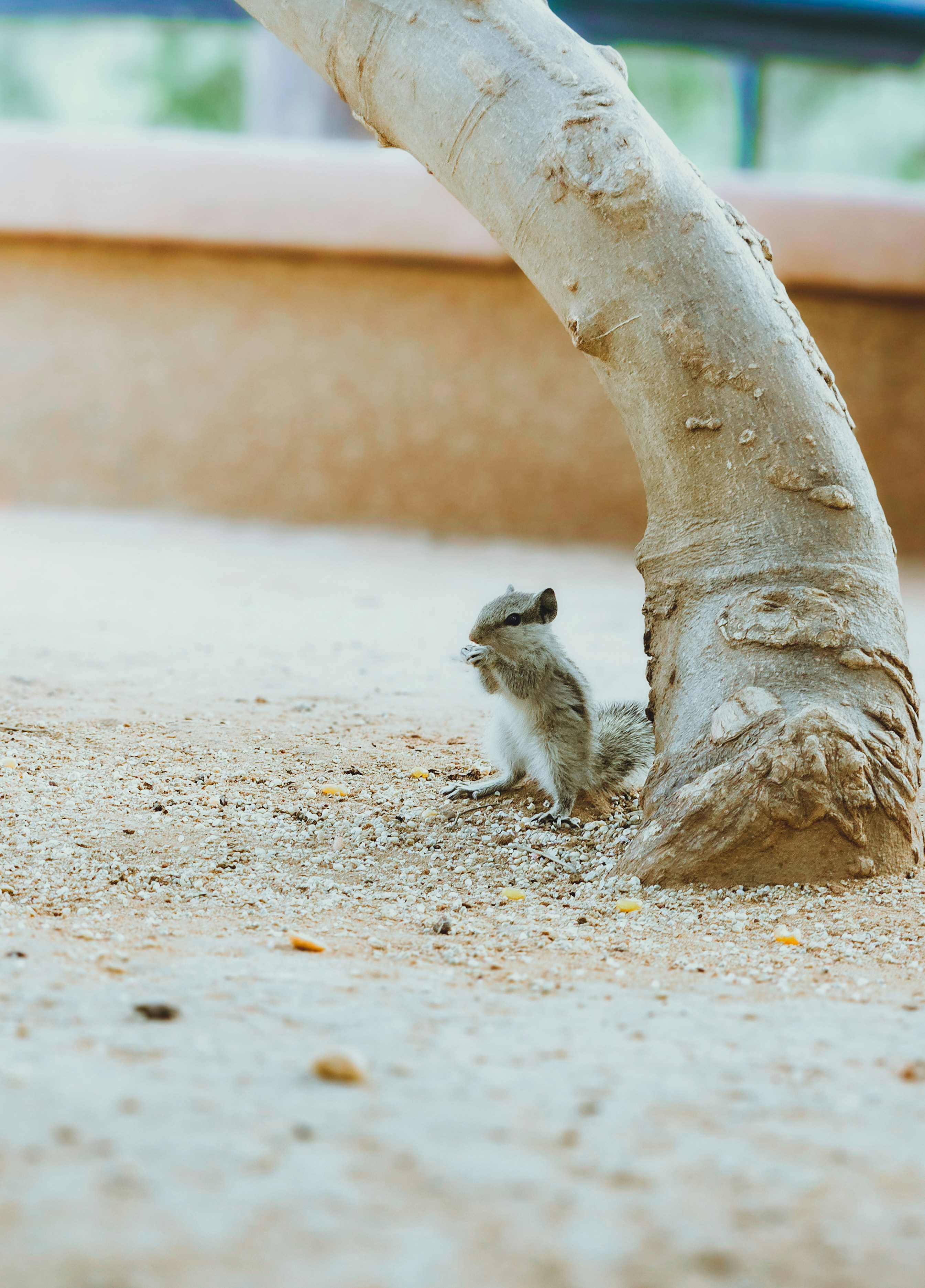 A squirrel stands near a tree trunk.