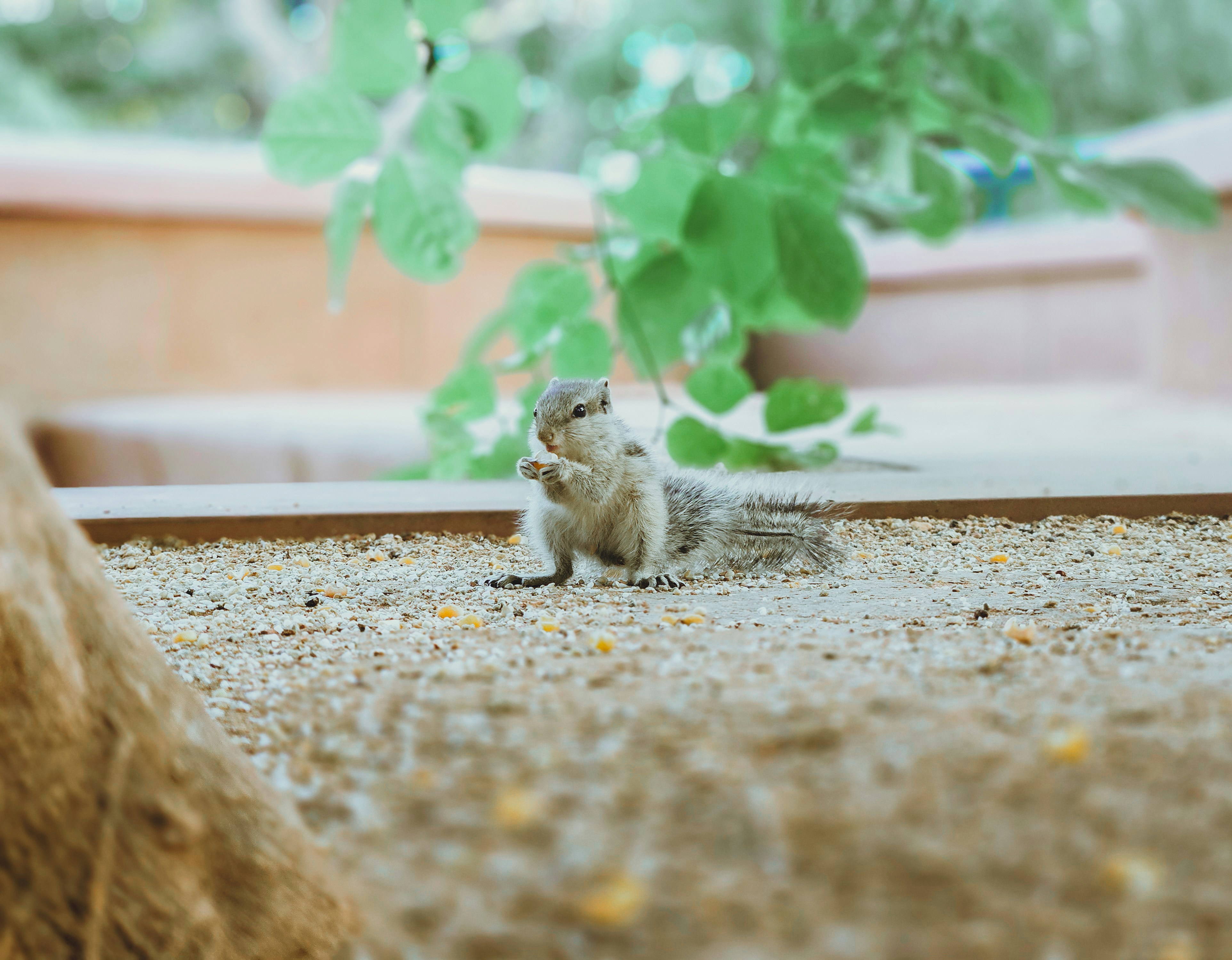 A squirrel eats food near plants.