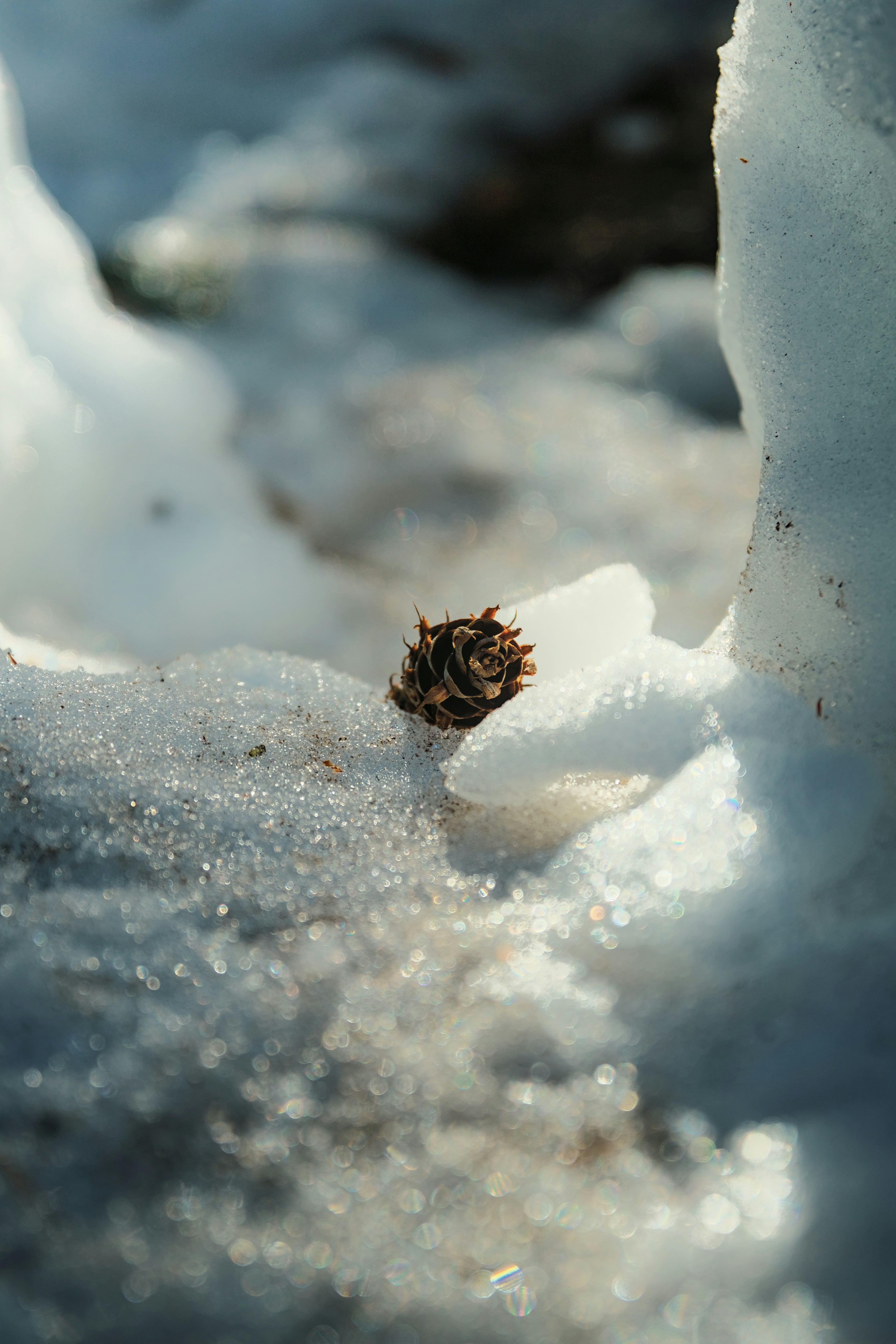 A pine cone rests on melting snow.