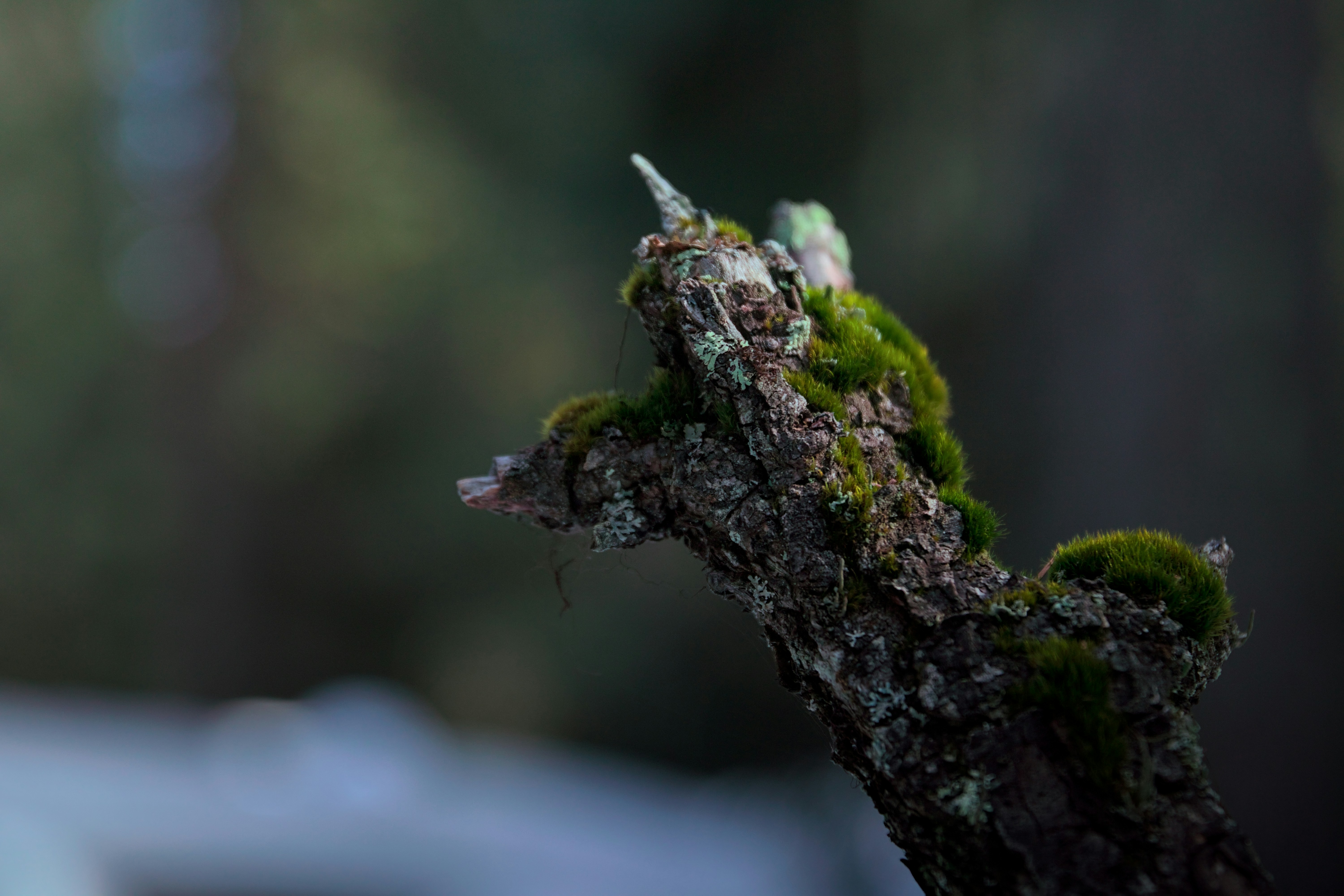 Moss grows on a weathered tree branch.