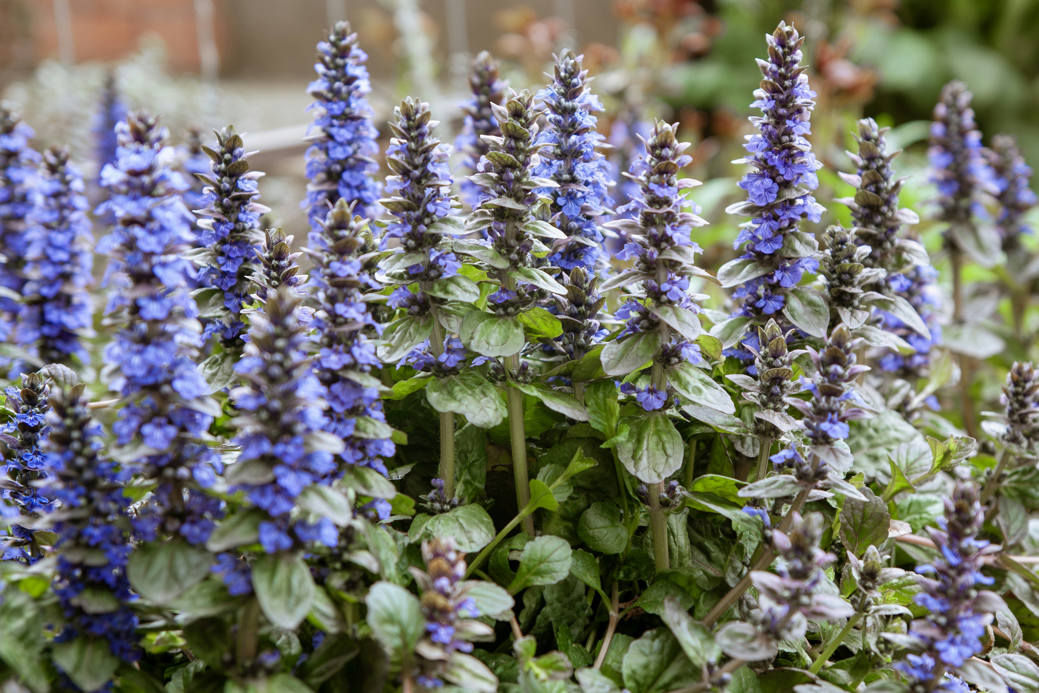 Ajuga