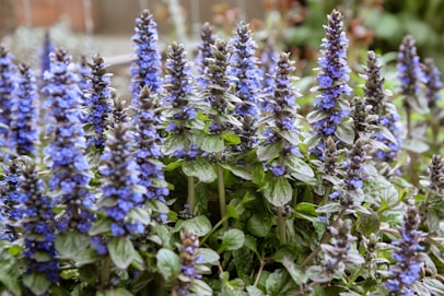 Beautiful blue flowers bloom in a garden.