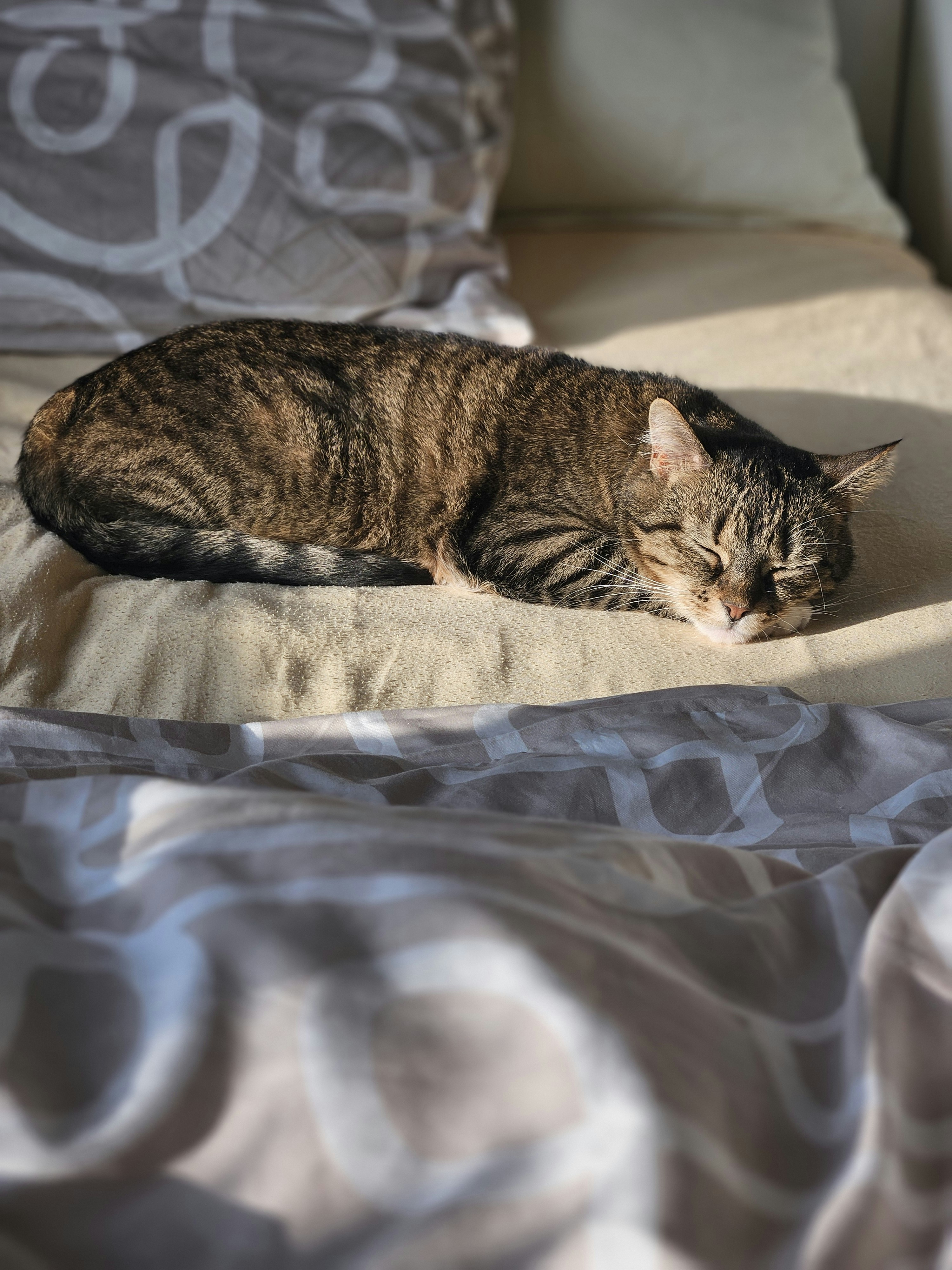 Nighttime Guardians and Comfort Seekers (image credits: unsplash)