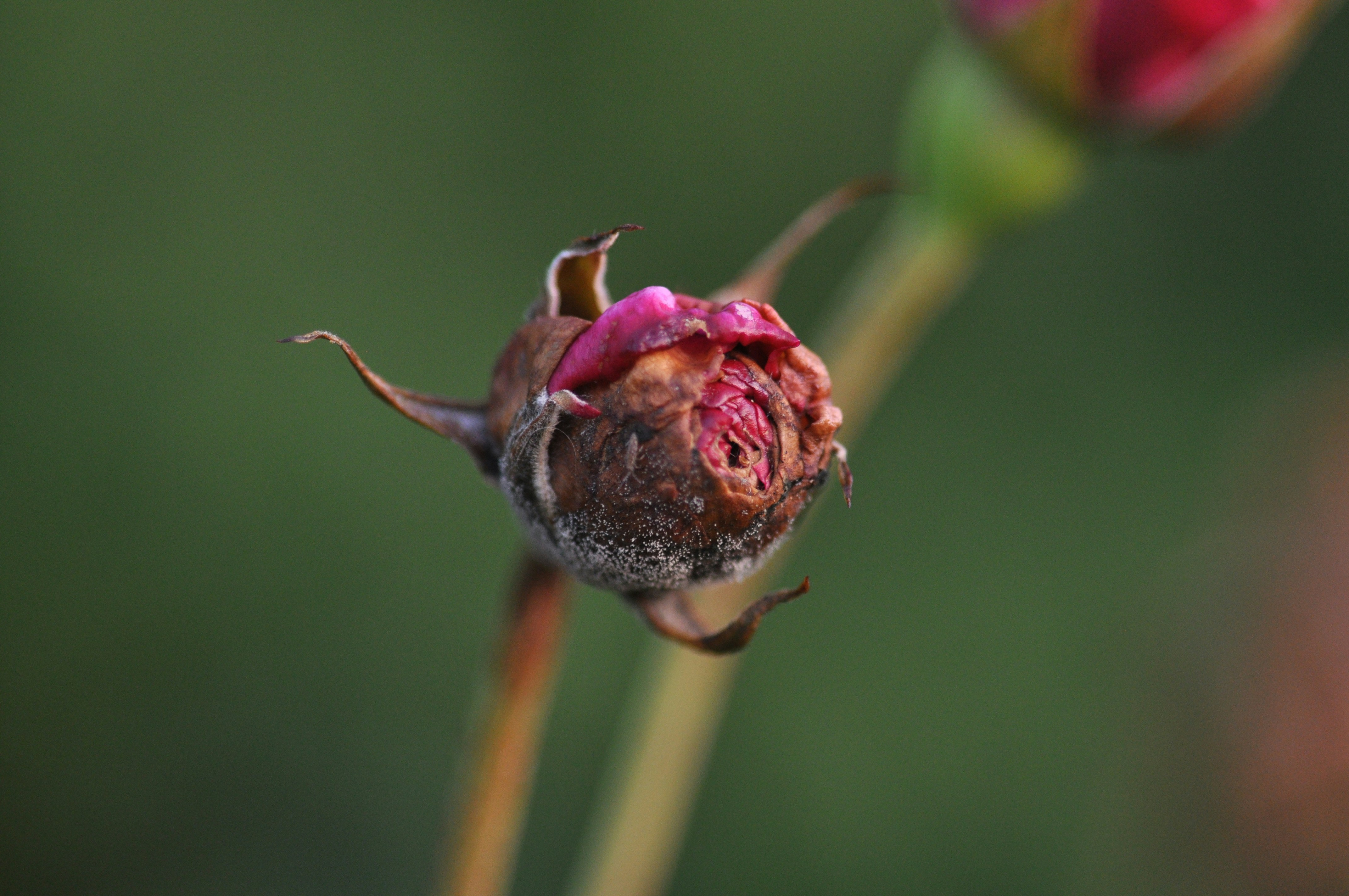 Photo by beardynature