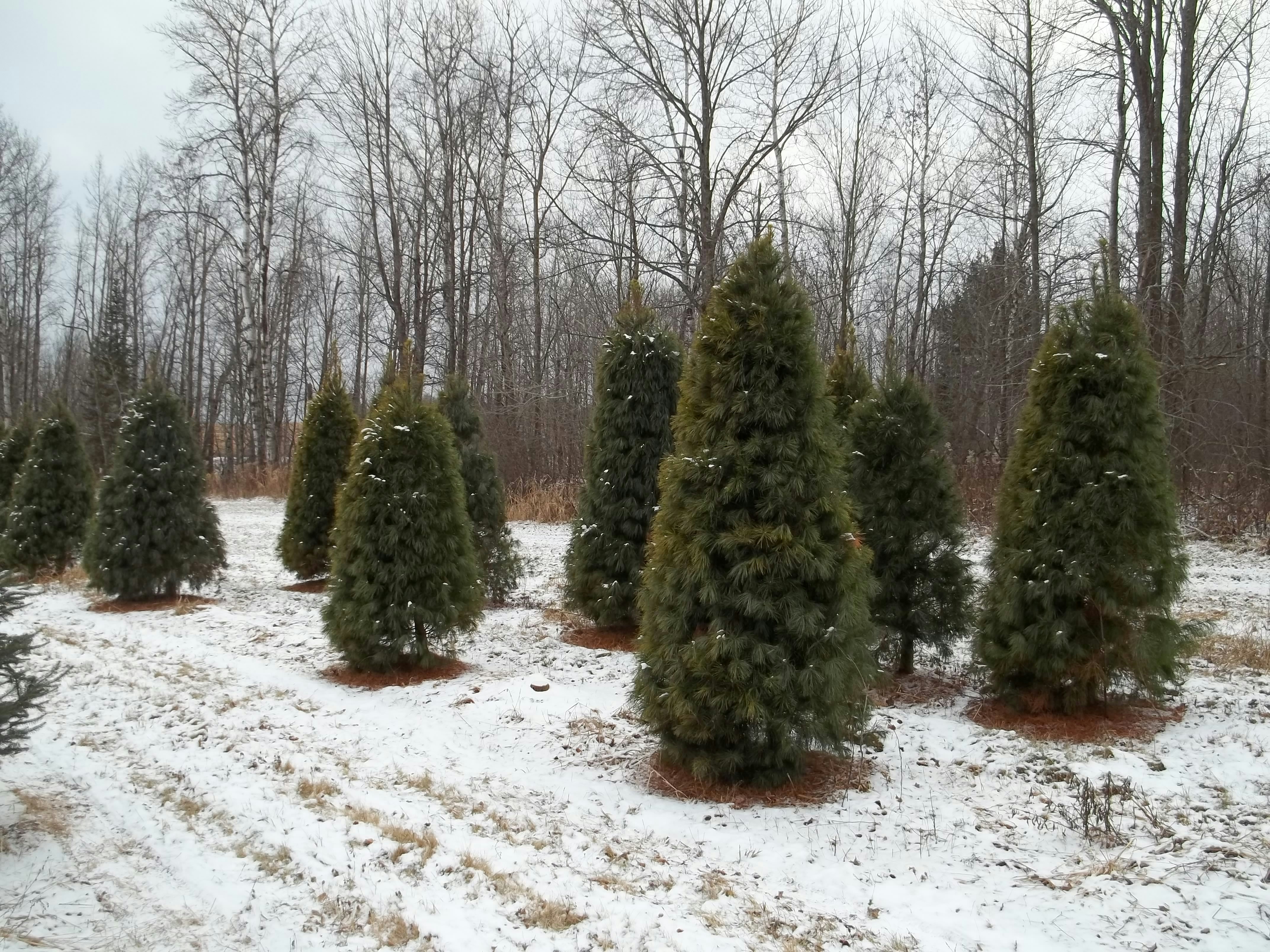 Small evergreen trees in a snow-covered field.