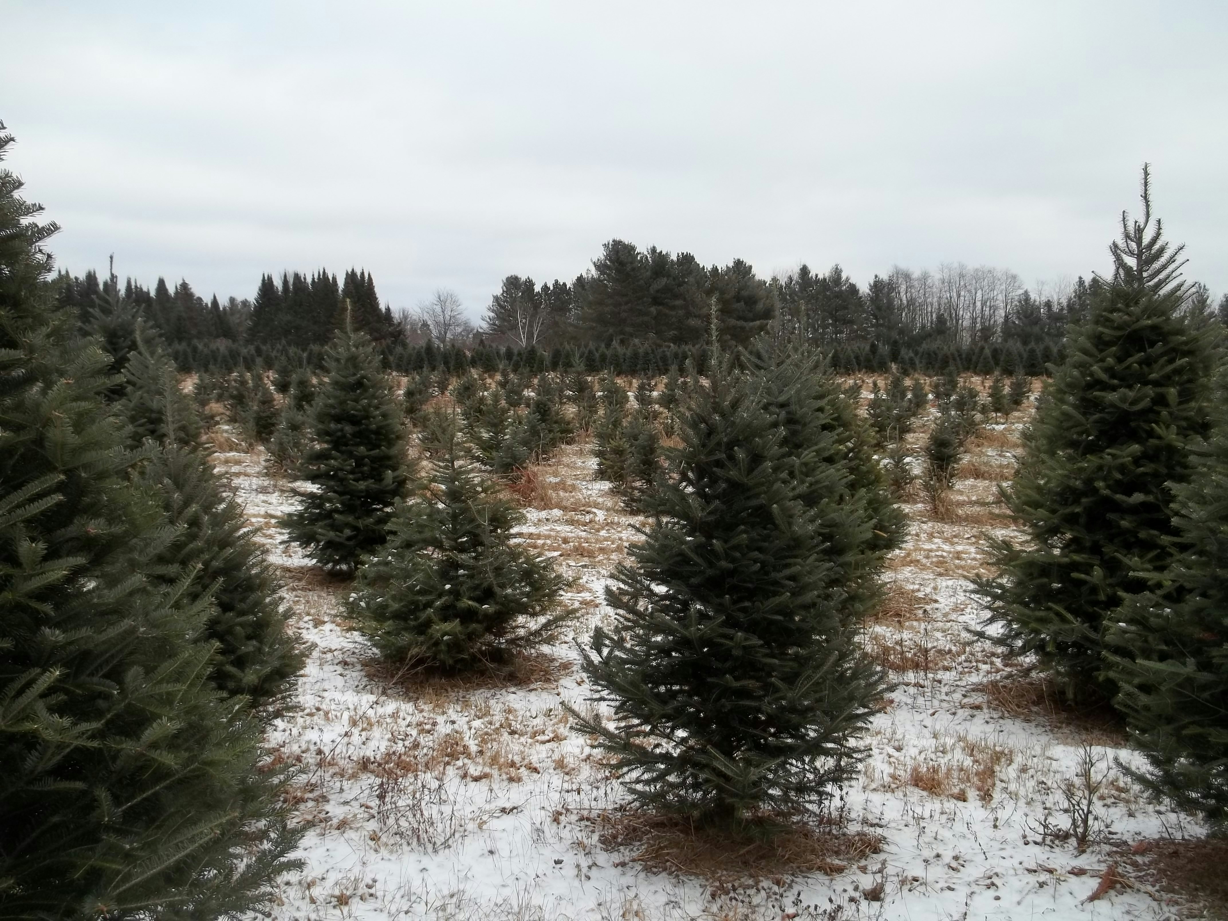 A field of christmas trees in winter.