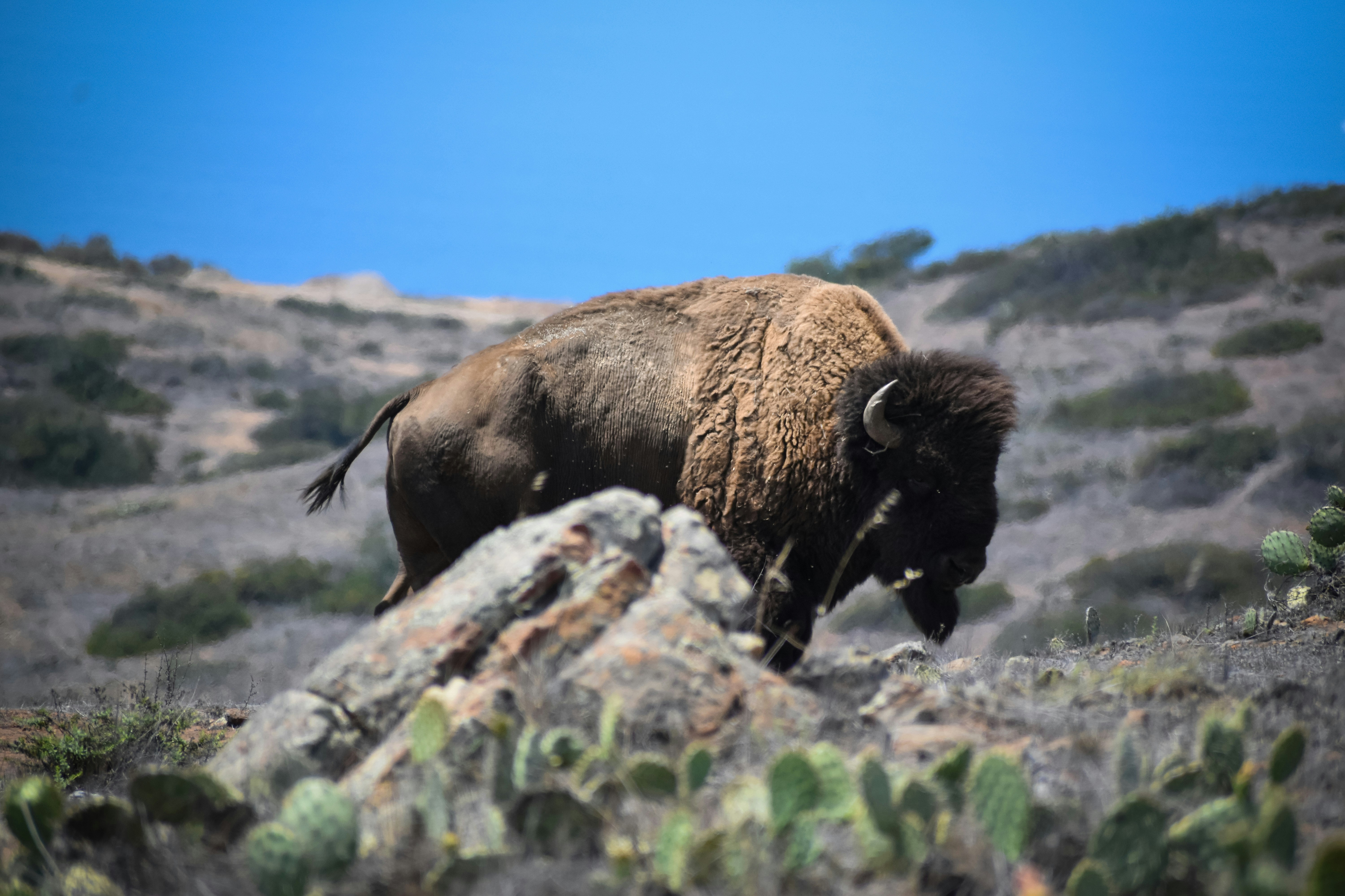 Photo by chrismags0520