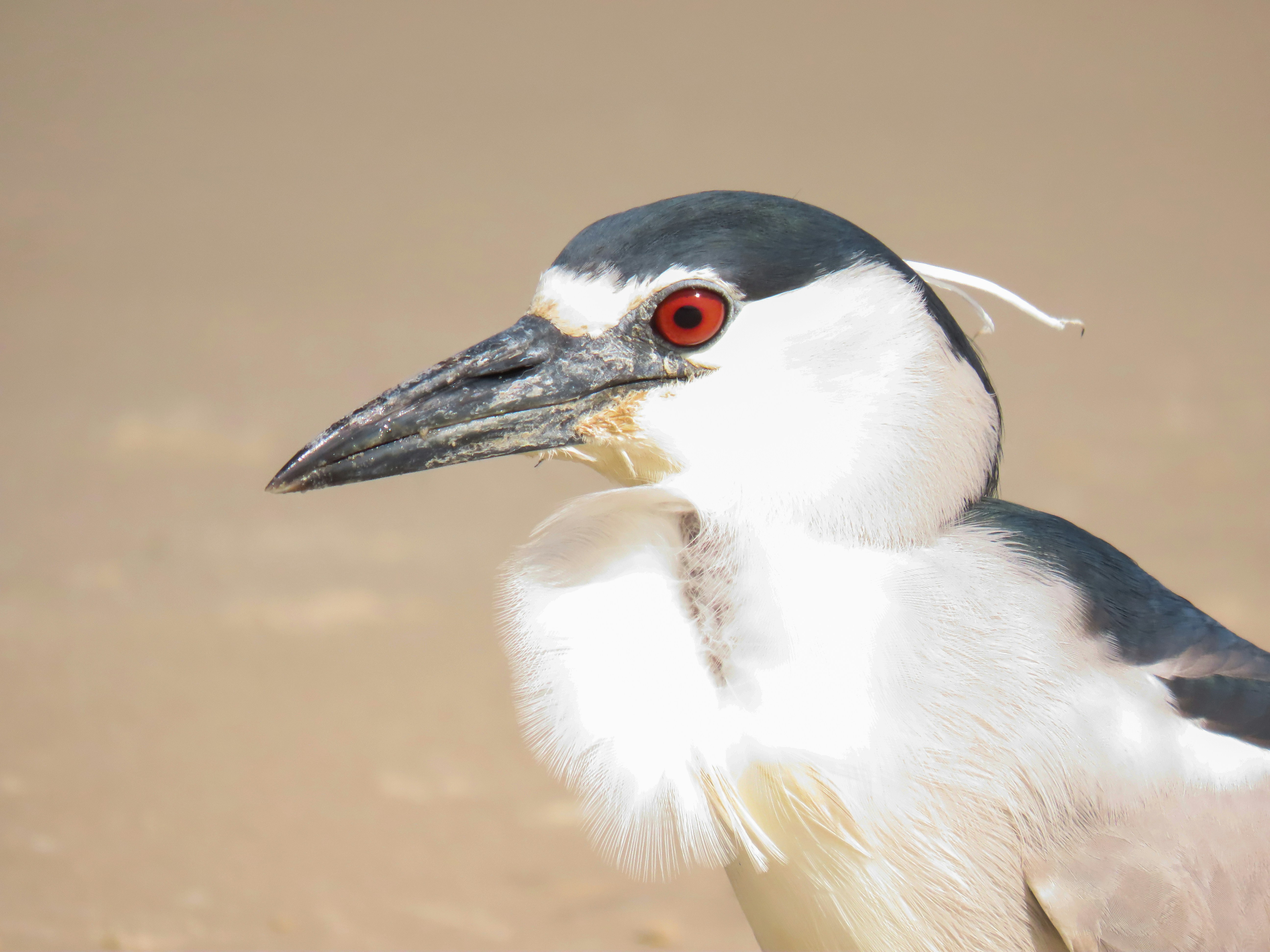 Photo by patricianicoloso