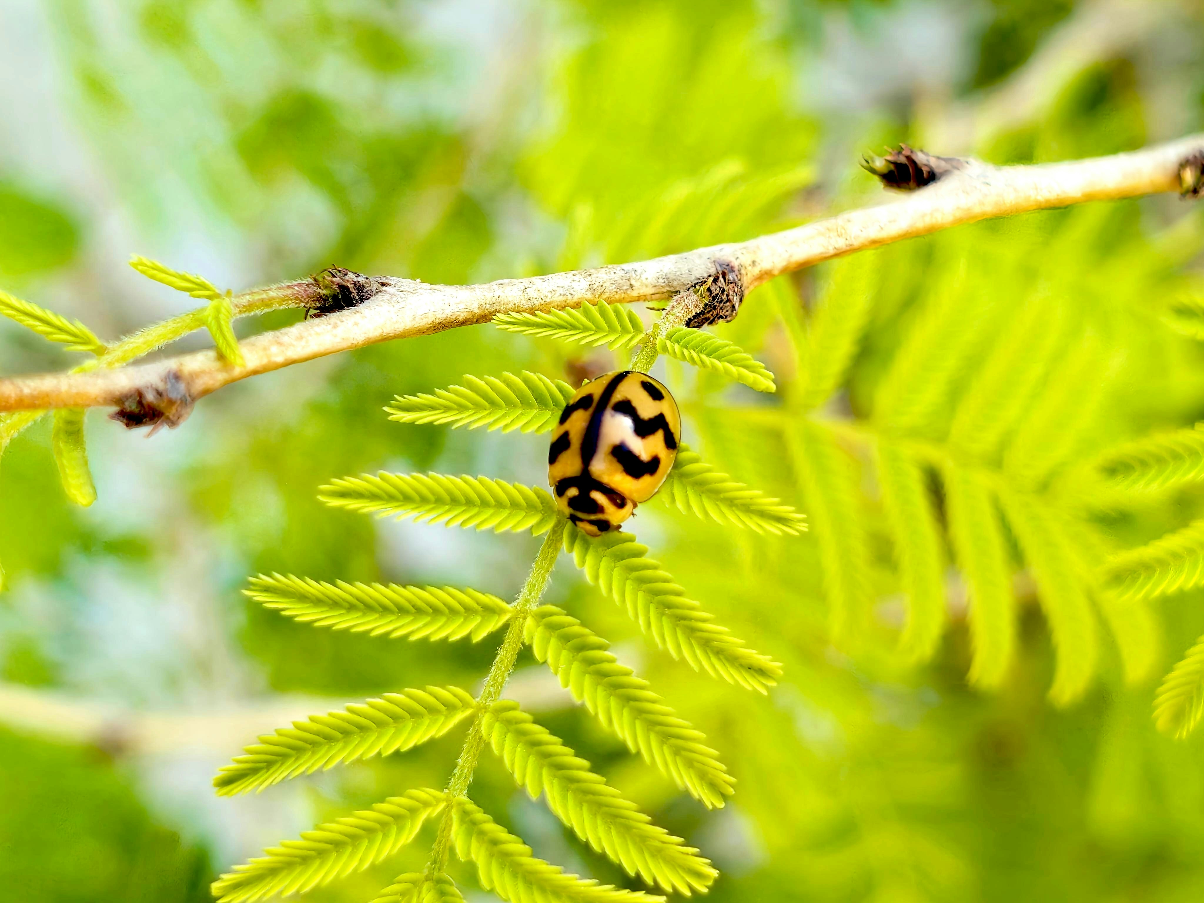 Spruce Zebra Beetle