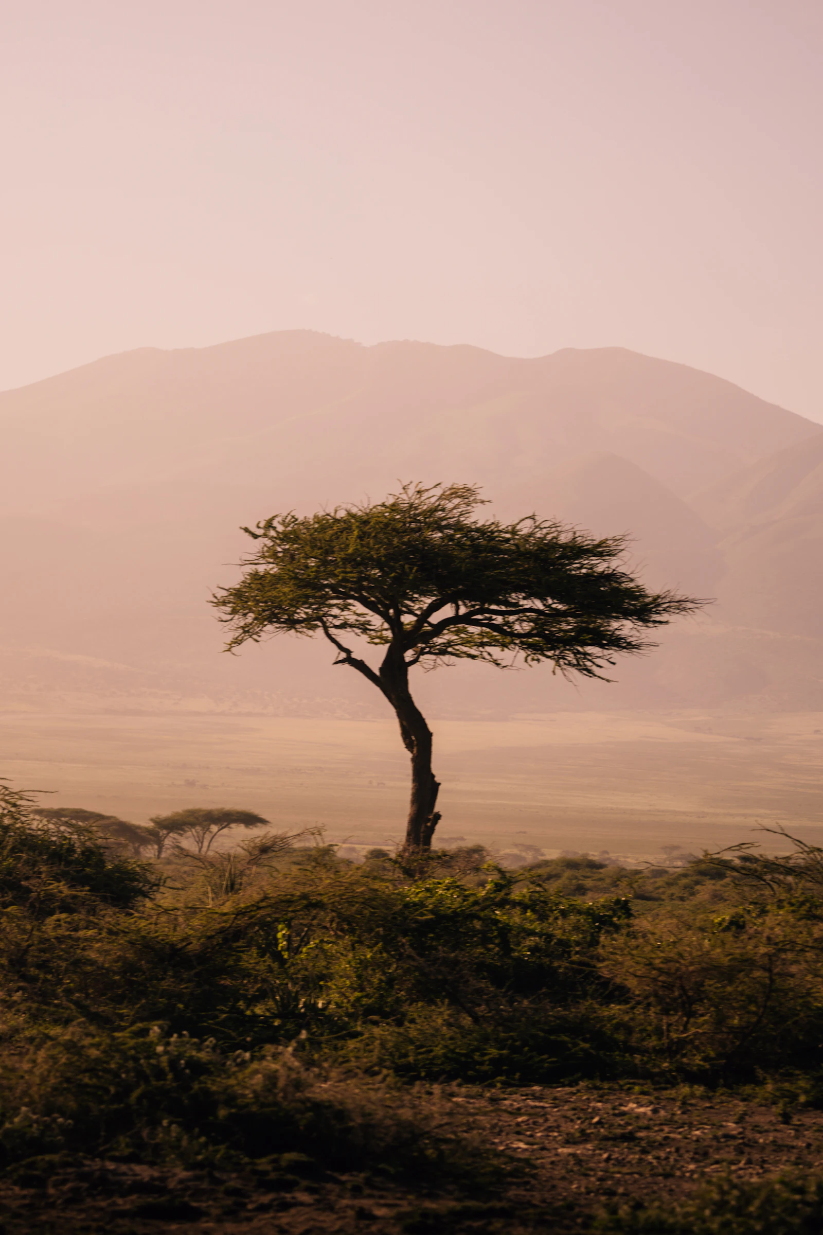 Ngorongoro highland acacia light
