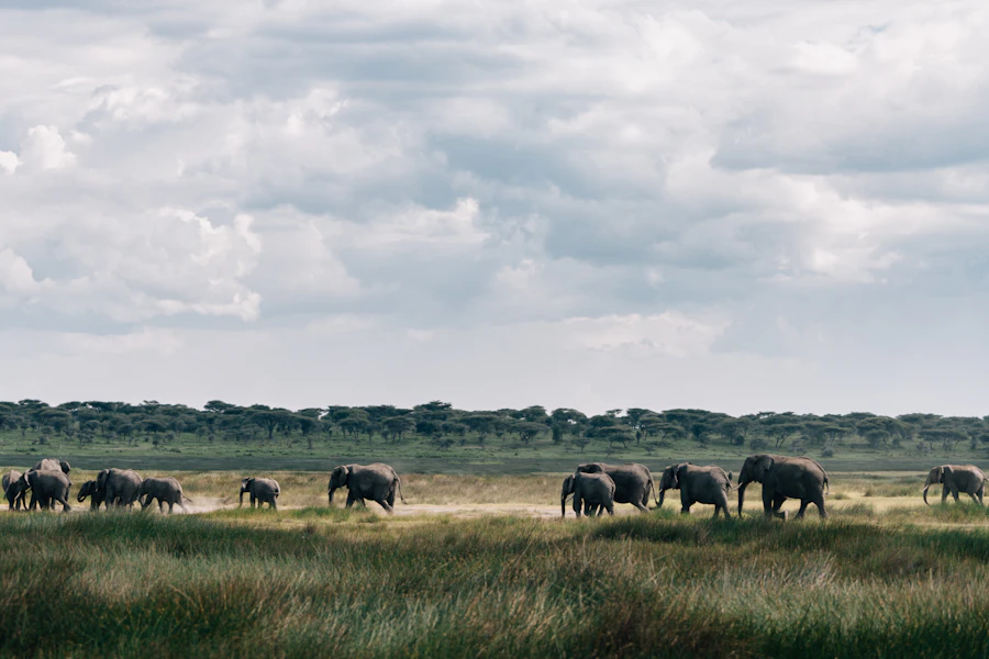 Sunset wildlife