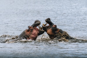 Two hippos clash and fight in the water.