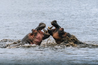 Two hippos clash and fight in the water.