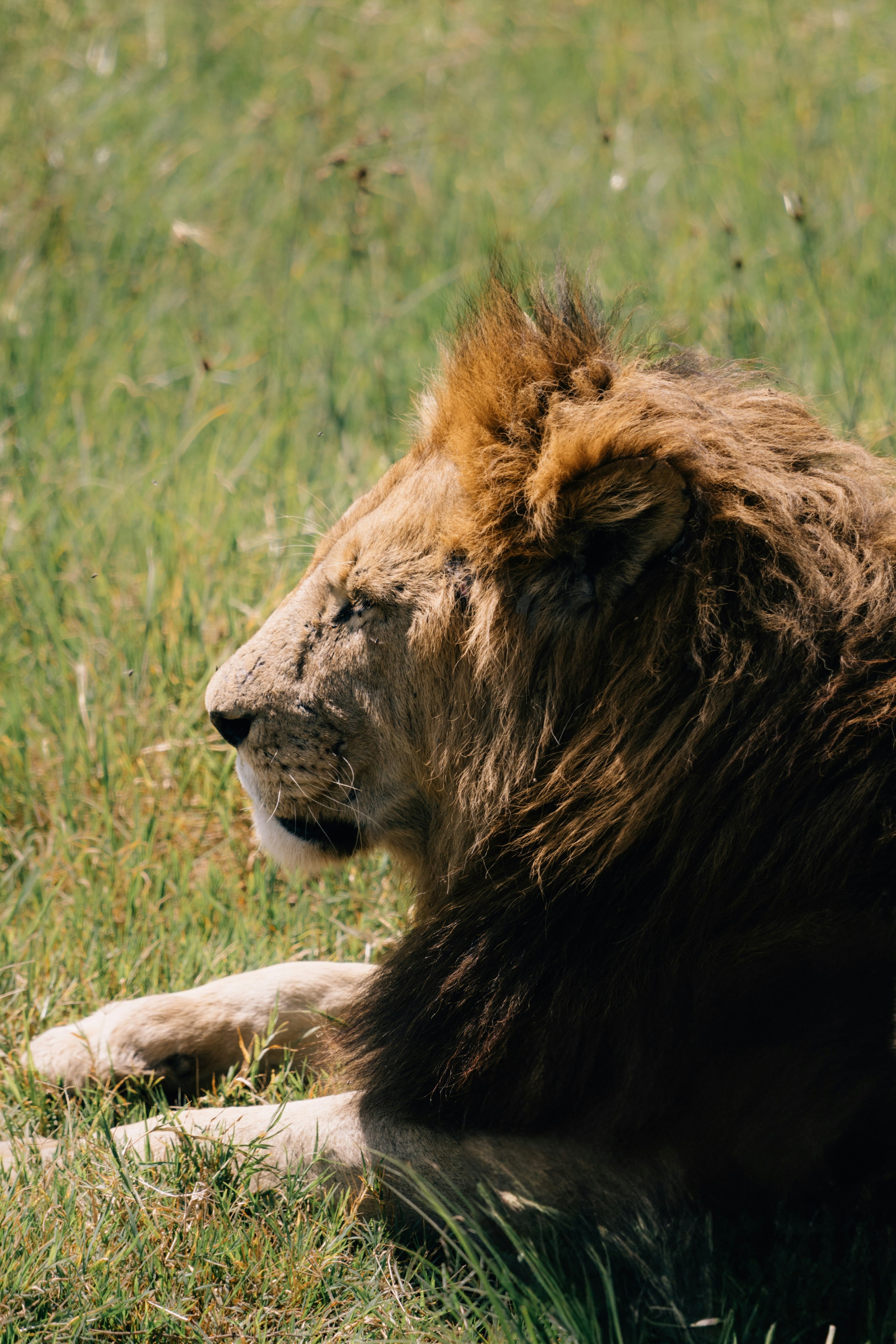 A majestic lion rests in the green grass.