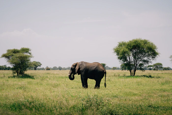 An elephant in the savanna