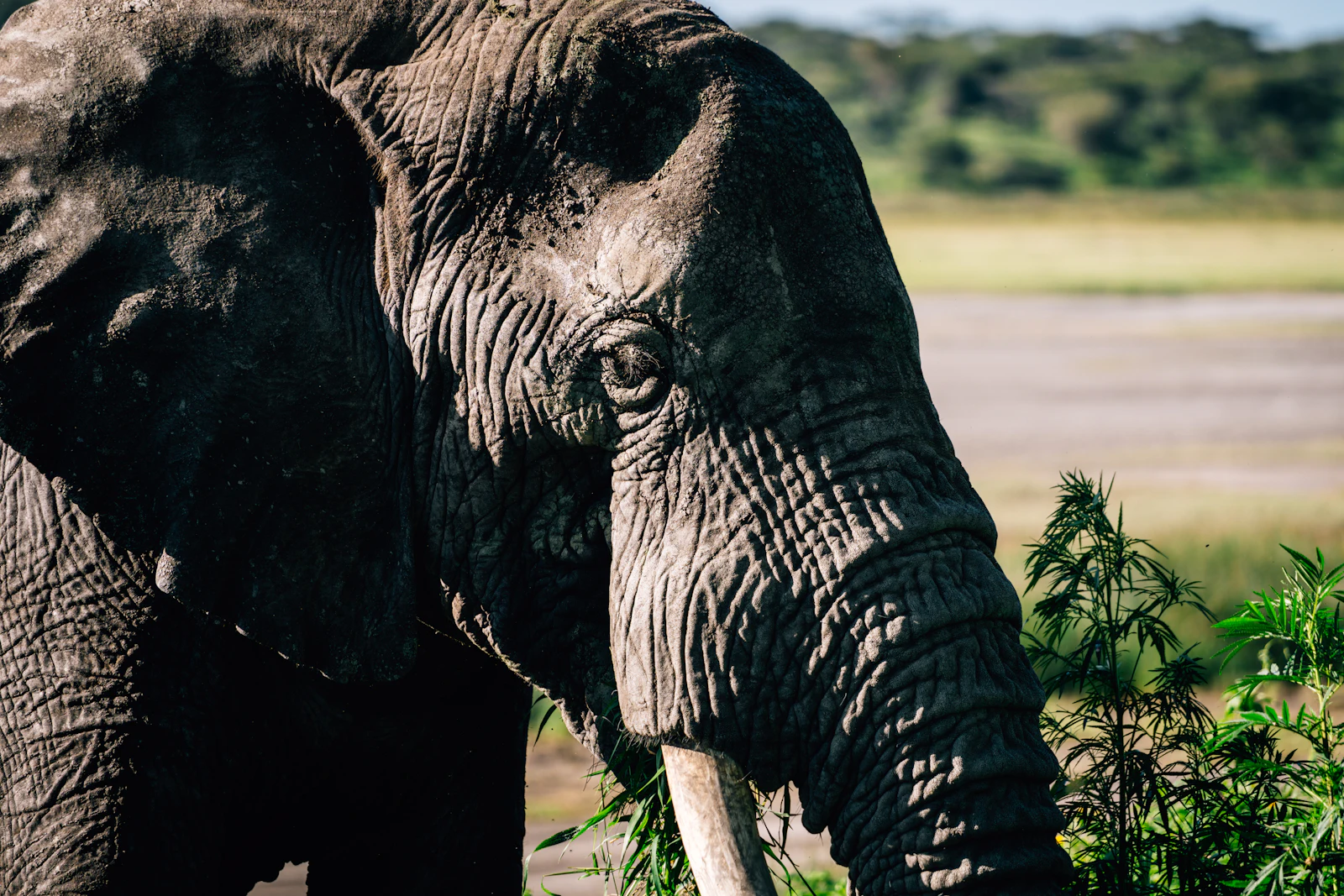 Ol Pejeta Conservancy safari landscape
