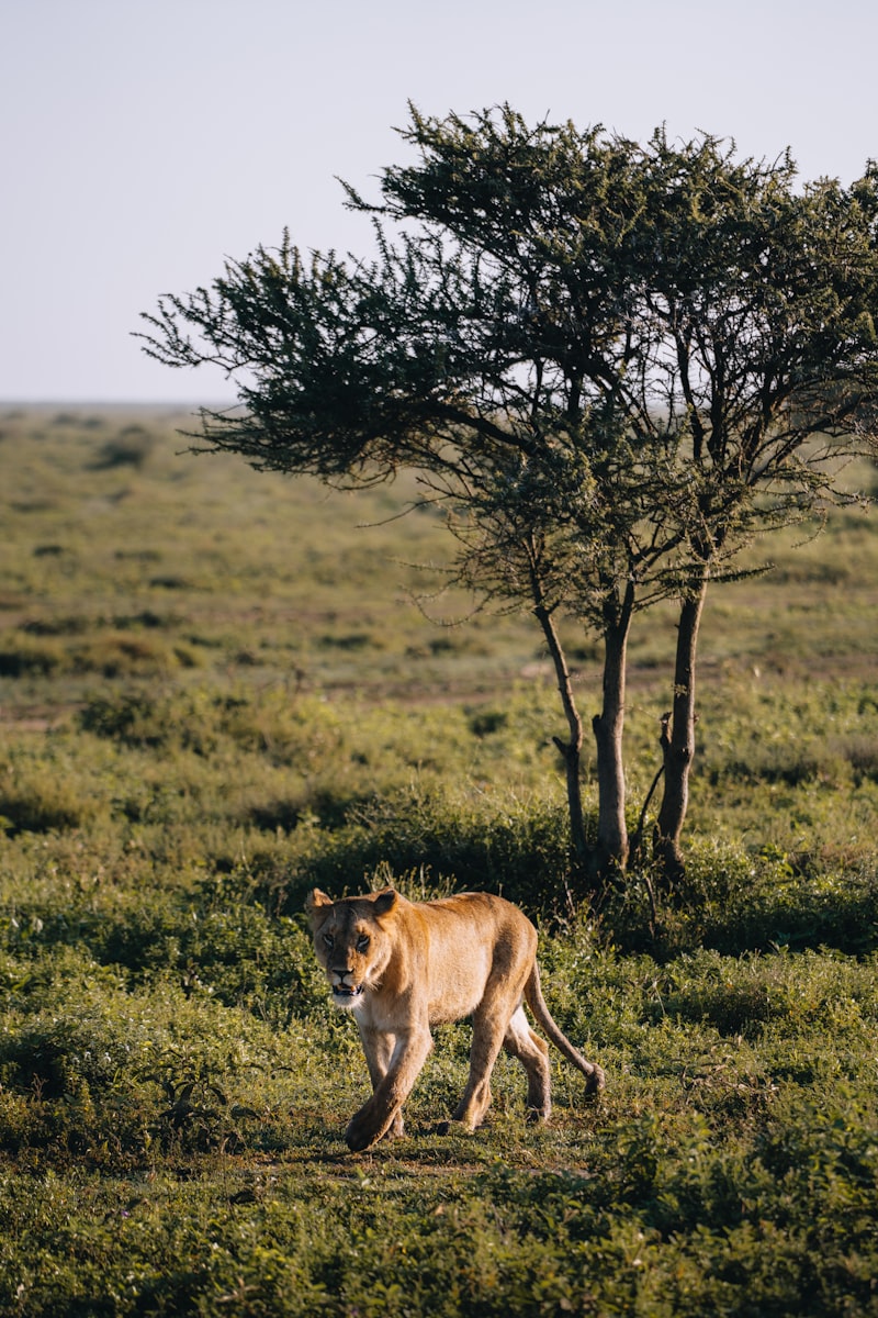 Lionne dans la savane