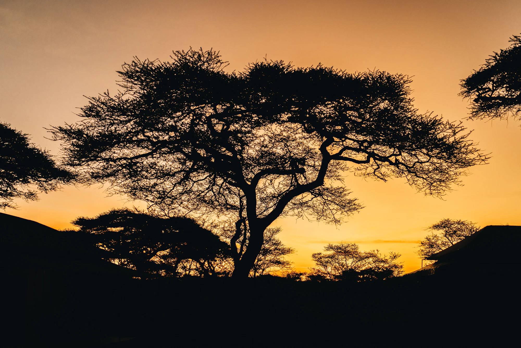 Safari at sunrise