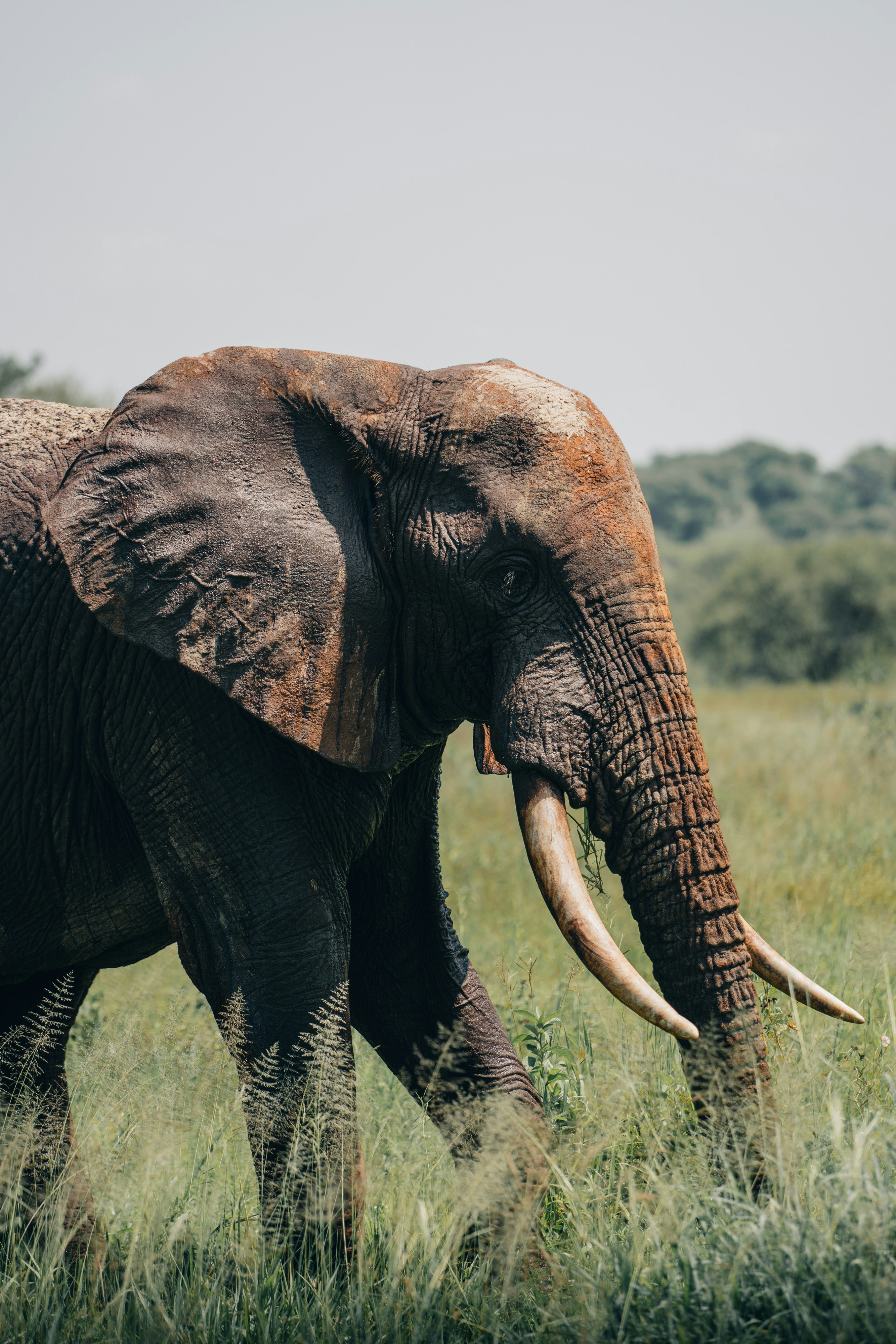 An african elephant walks gracefully through the grass.