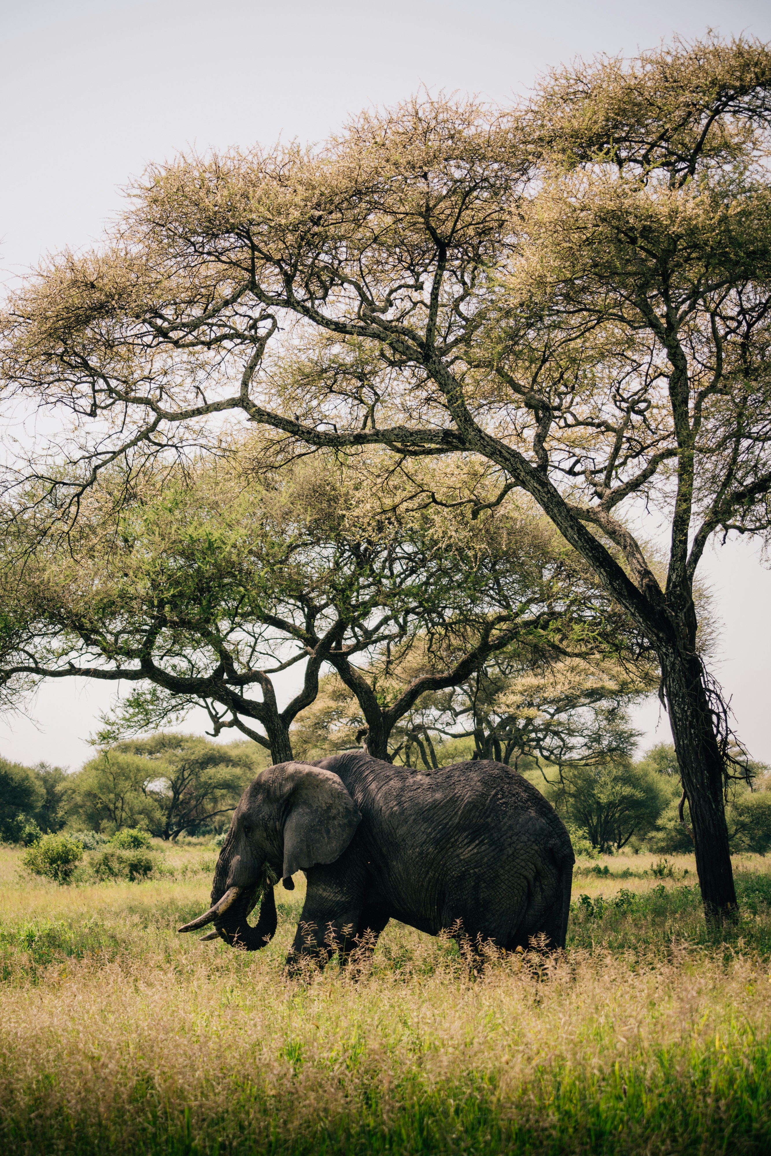 Mountain climber at snow peak