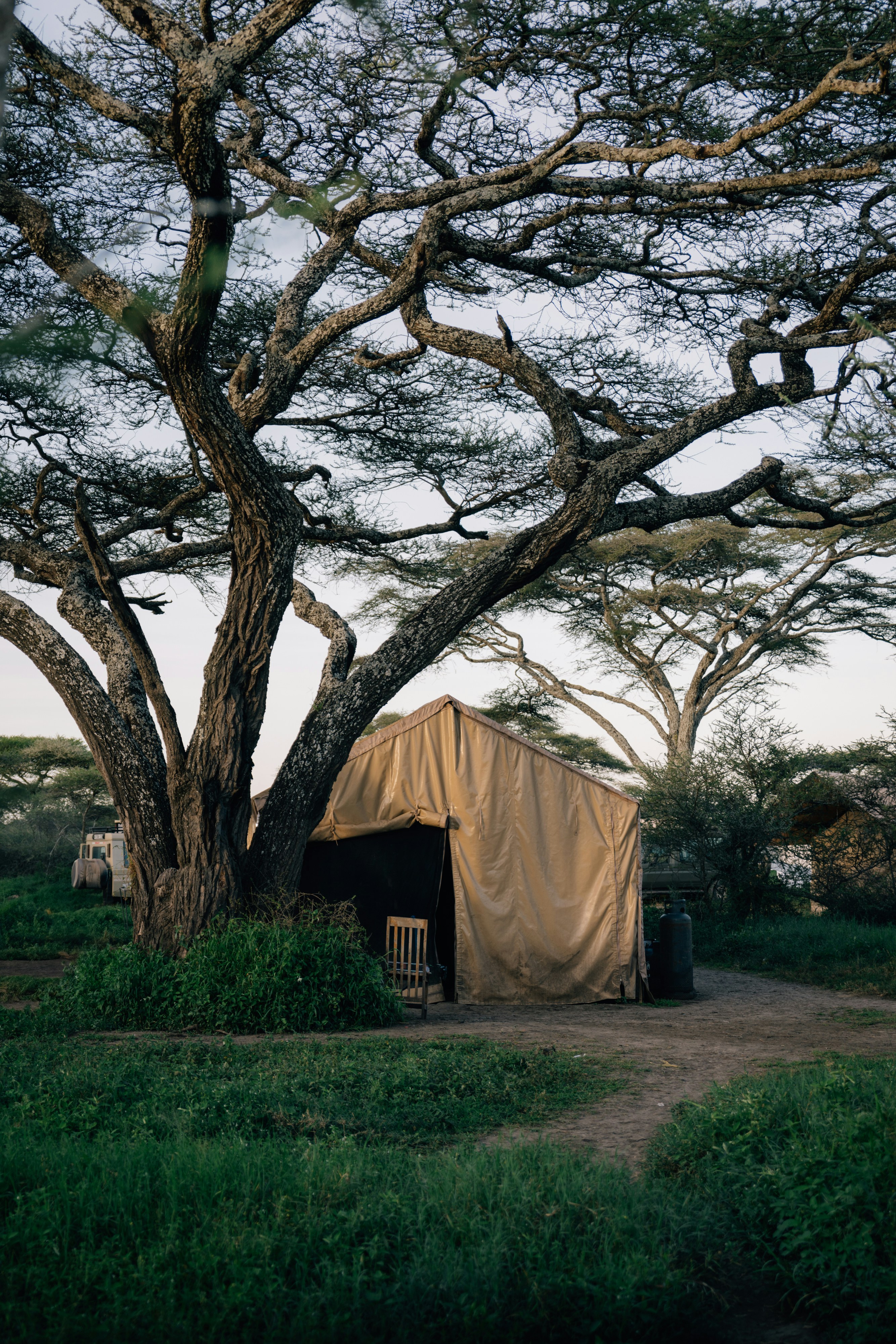 A tent sits under a large, gnarled tree.