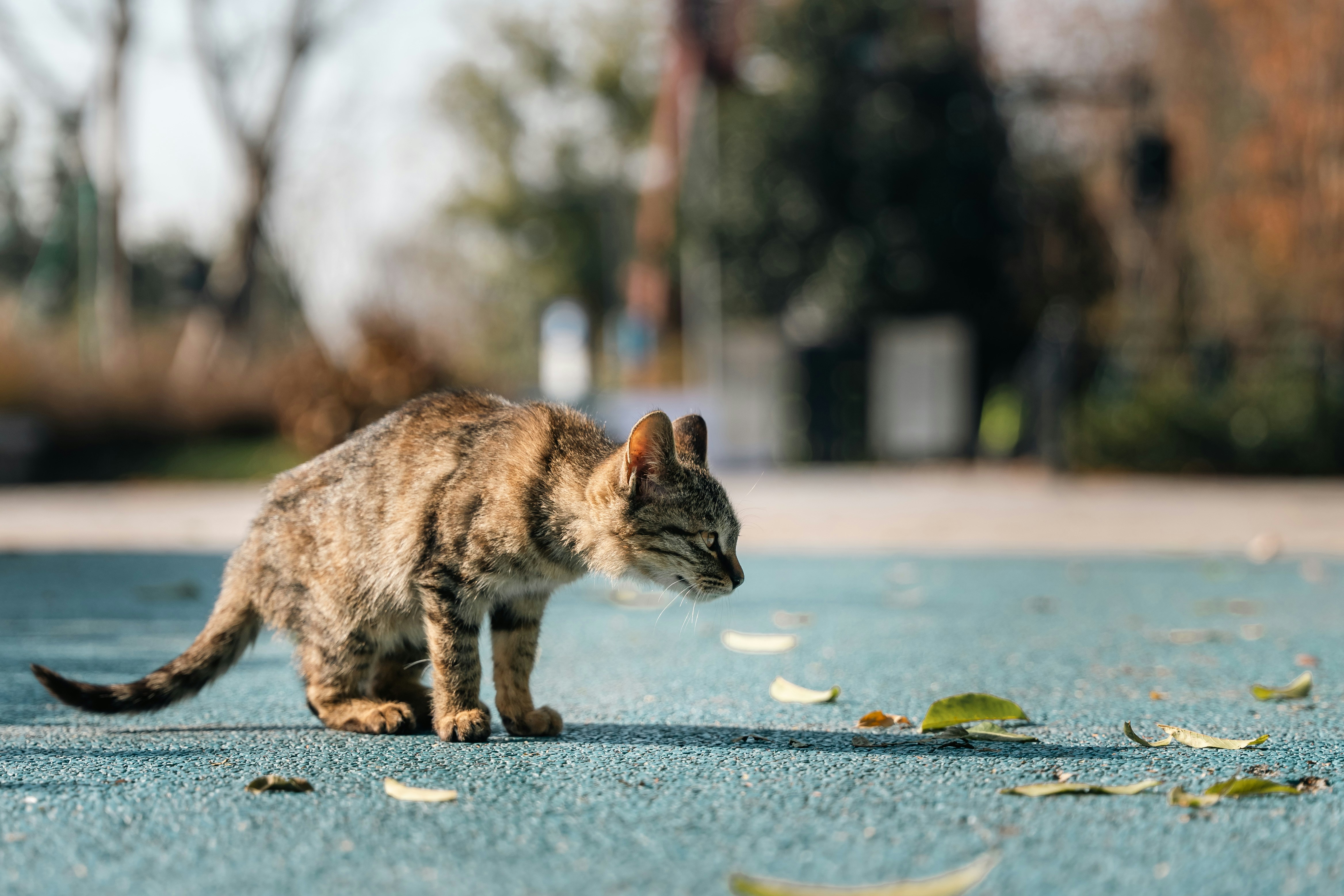 8 Natural Cat Litter Choices Designed for Daily Safety