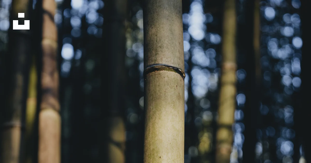 Bamboo Rise Bamboo stalks rise in a lush, dark forest. photo – Free Japan Image on ...