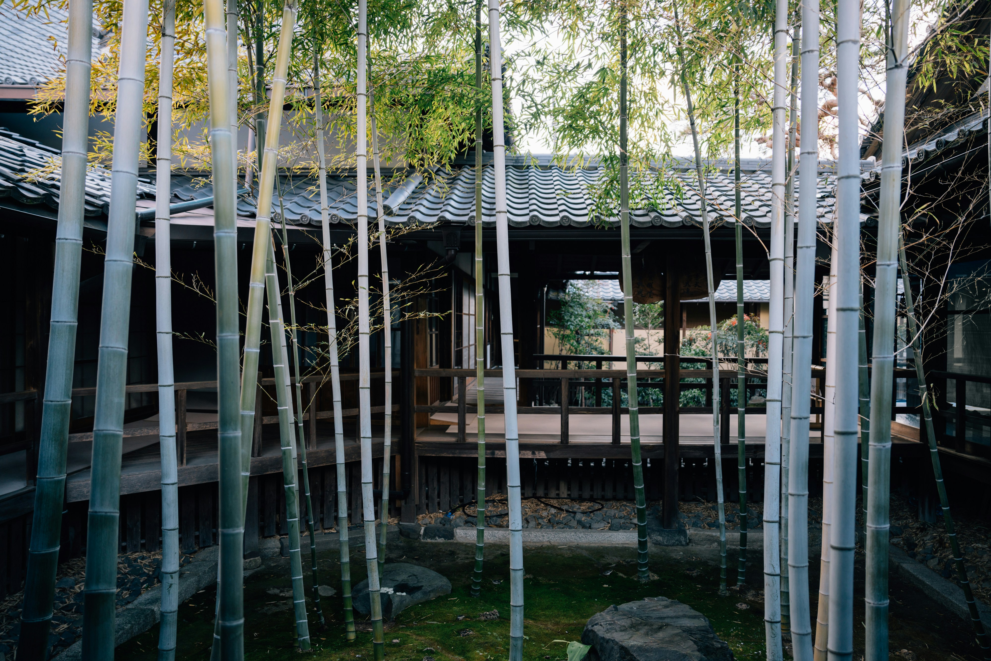 Hokokuji Temple (Bamboo Temple) photo 3