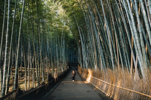 A person walks through a bamboo forest.