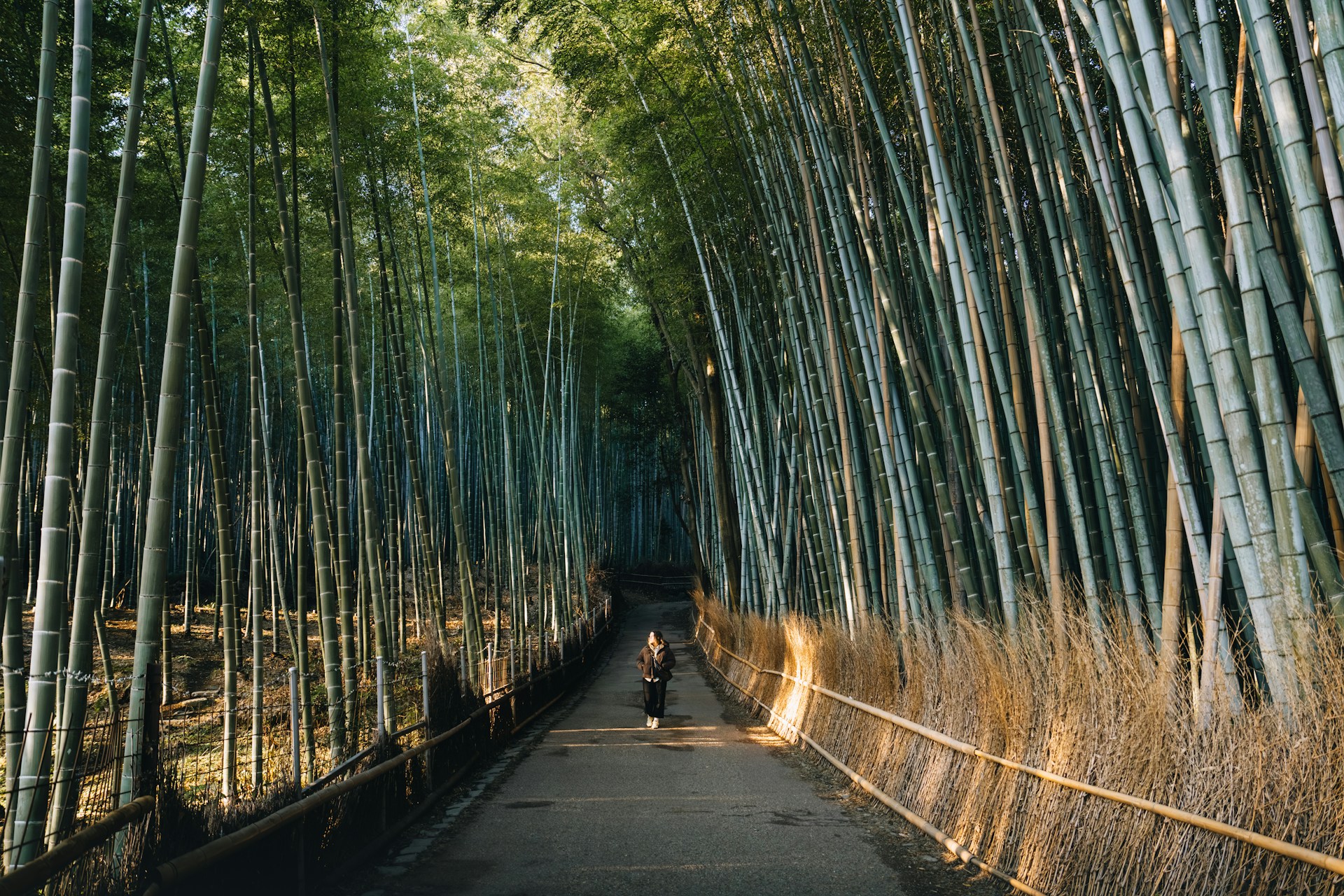 A person walks through a bamboo forest.