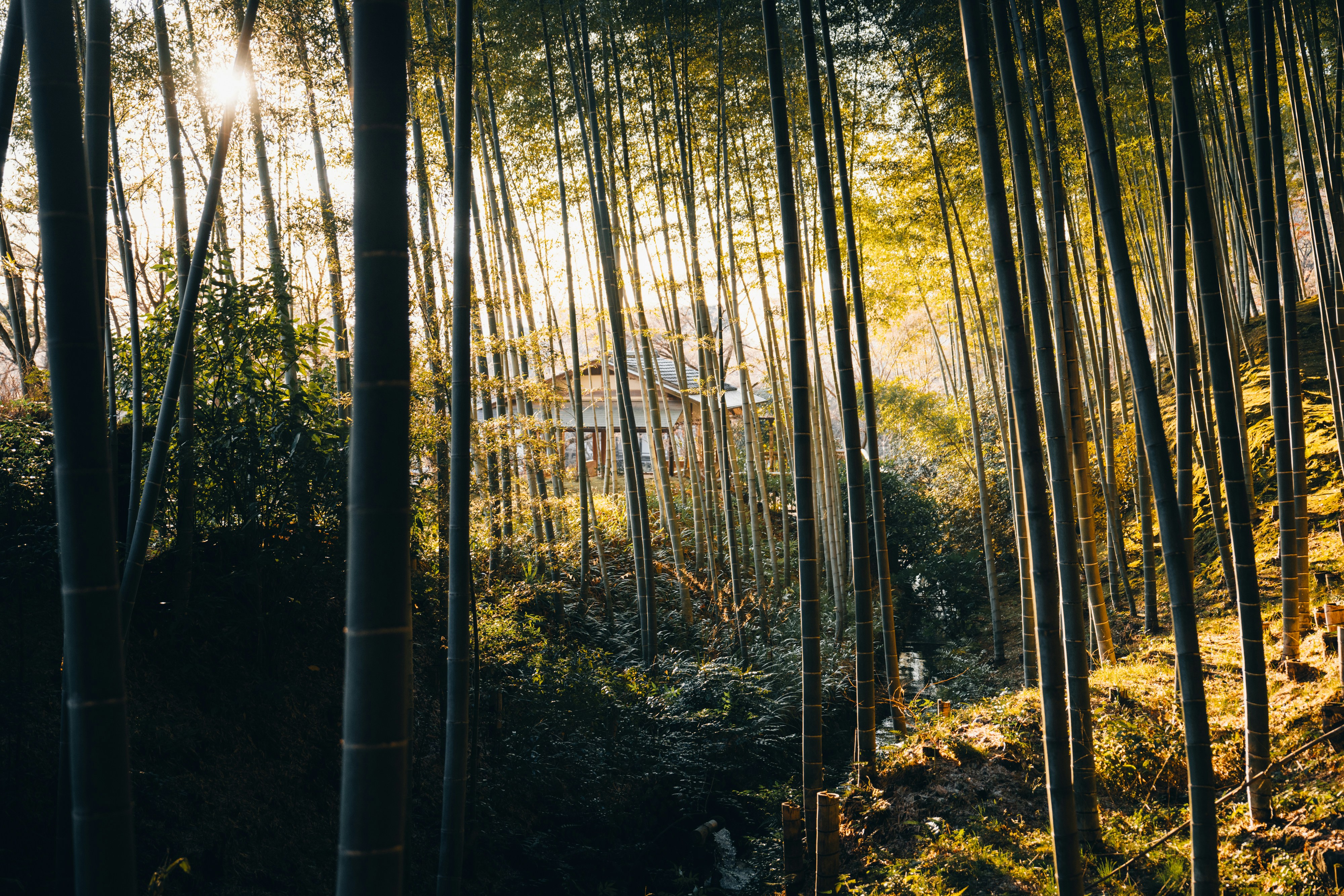 Photo by lifeof_peter_