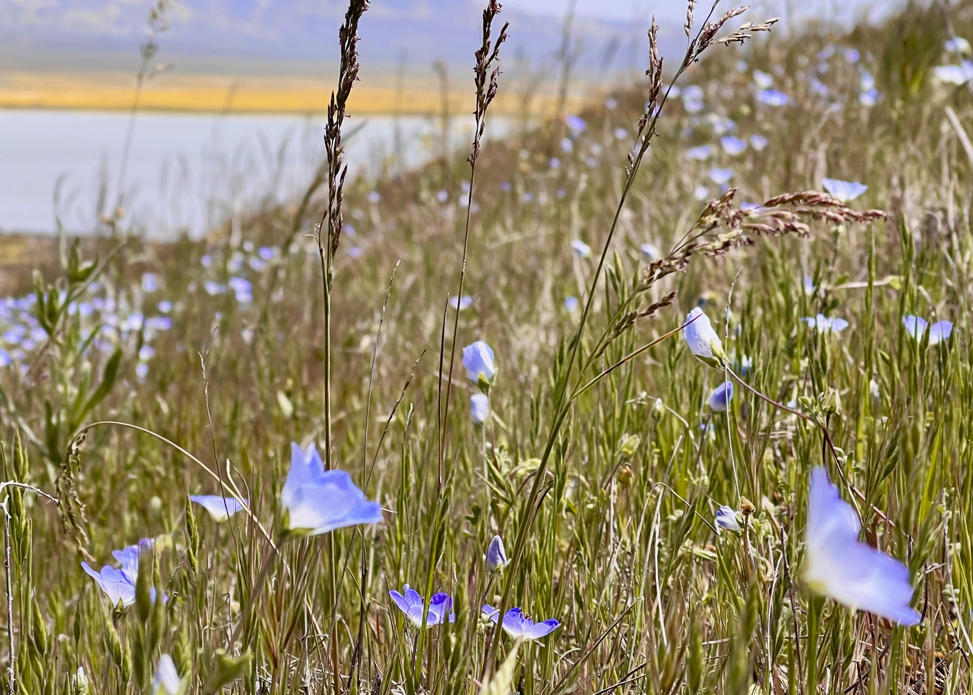 Fields of blue flowers sway in the breeze.