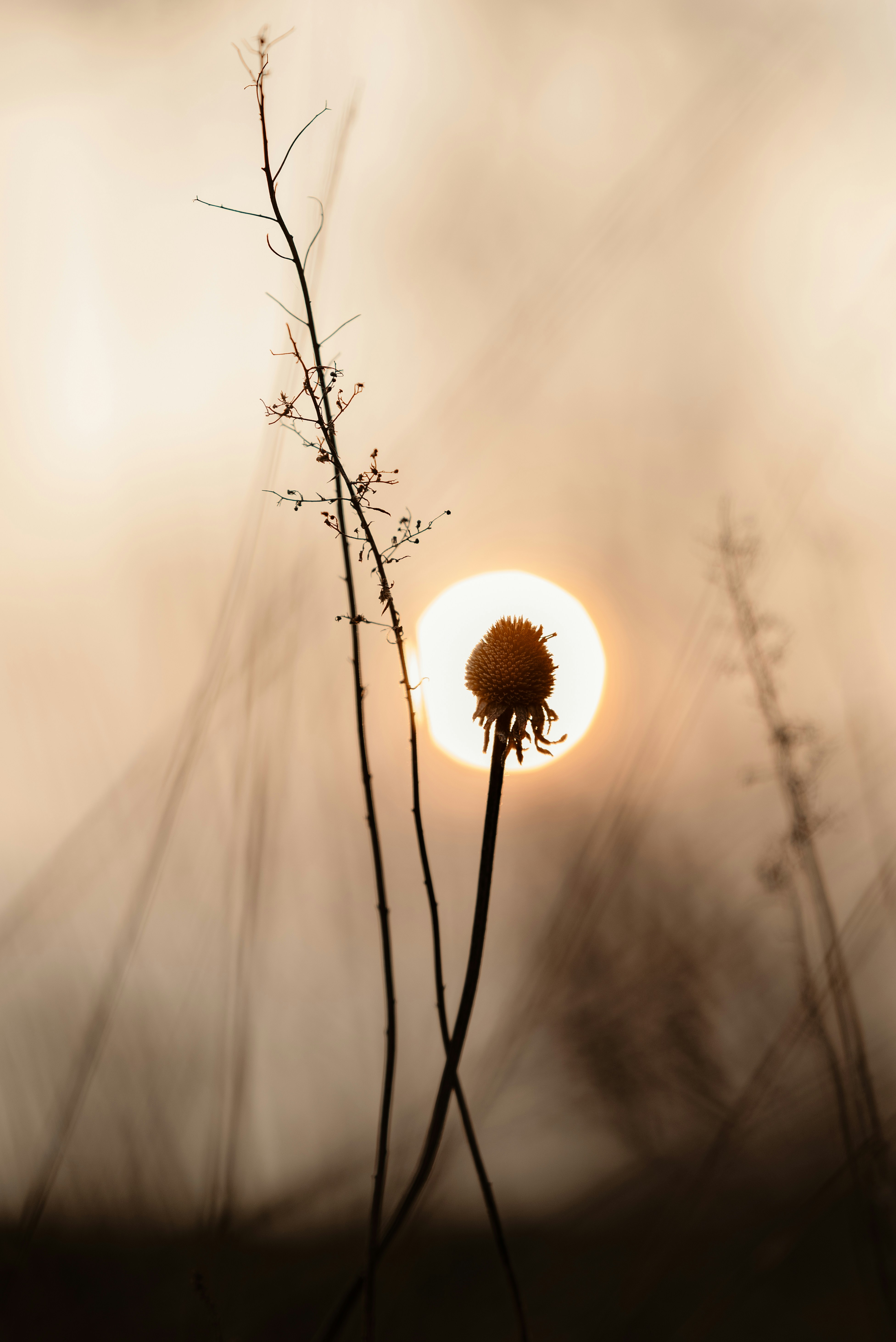 Silhouetted flower against the setting sun.