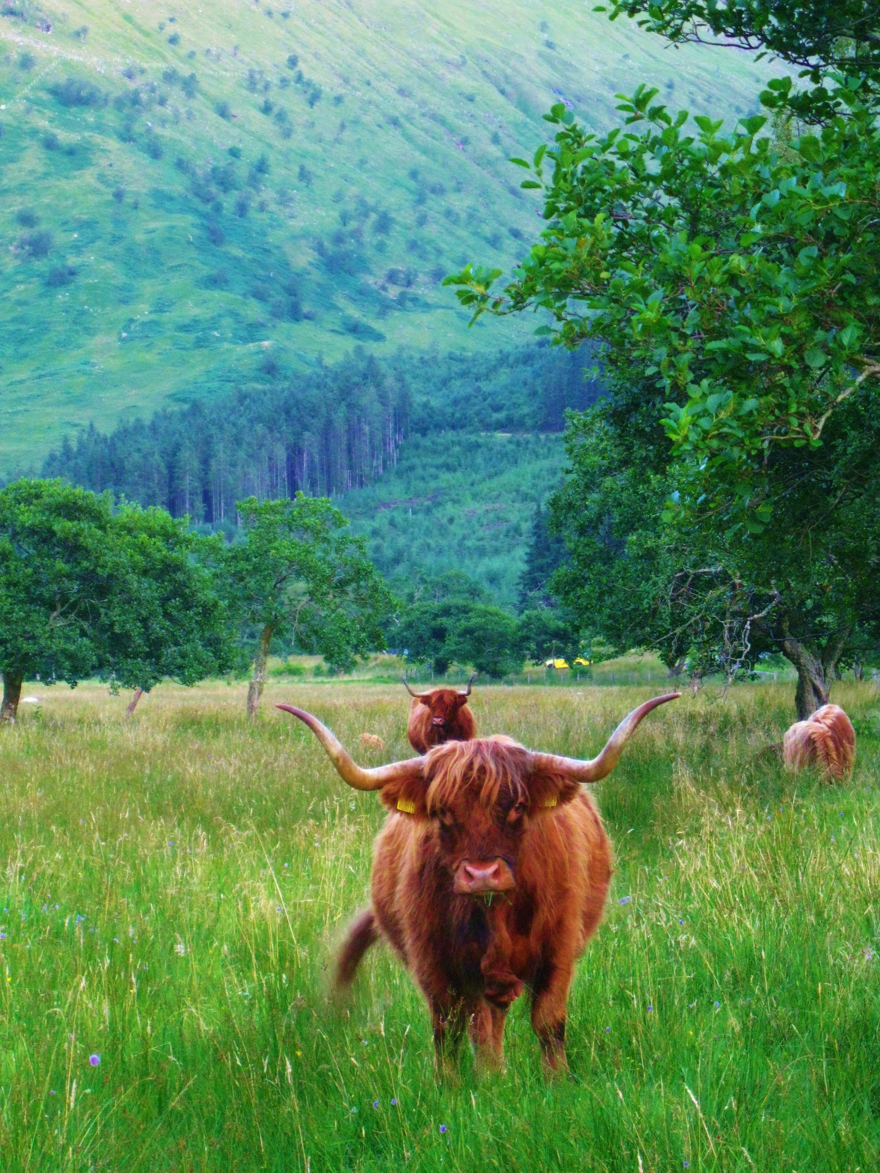 Highland cattle graze peacefully in a green field.