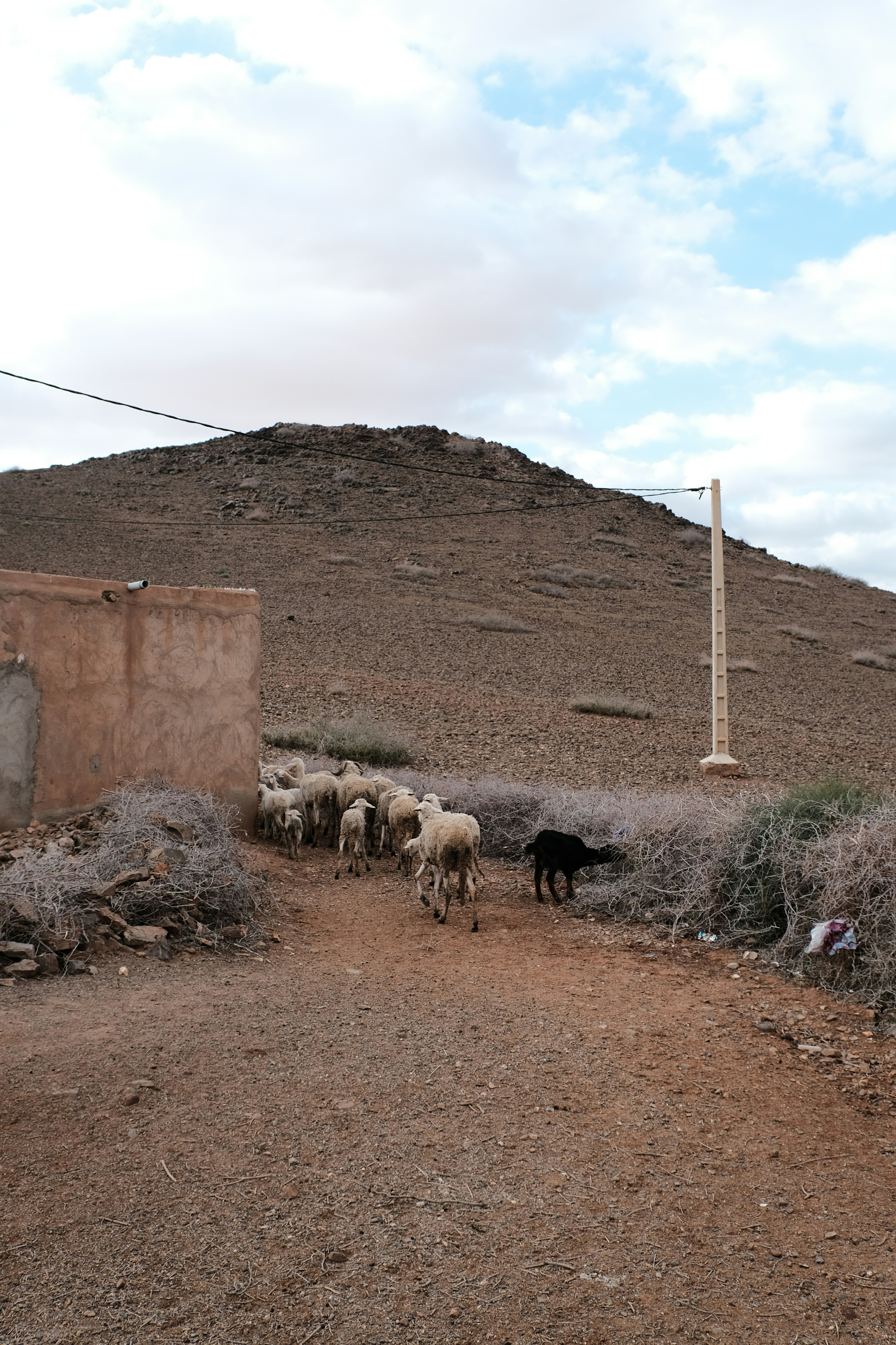 A flock of sheep is herded down a dirt road.