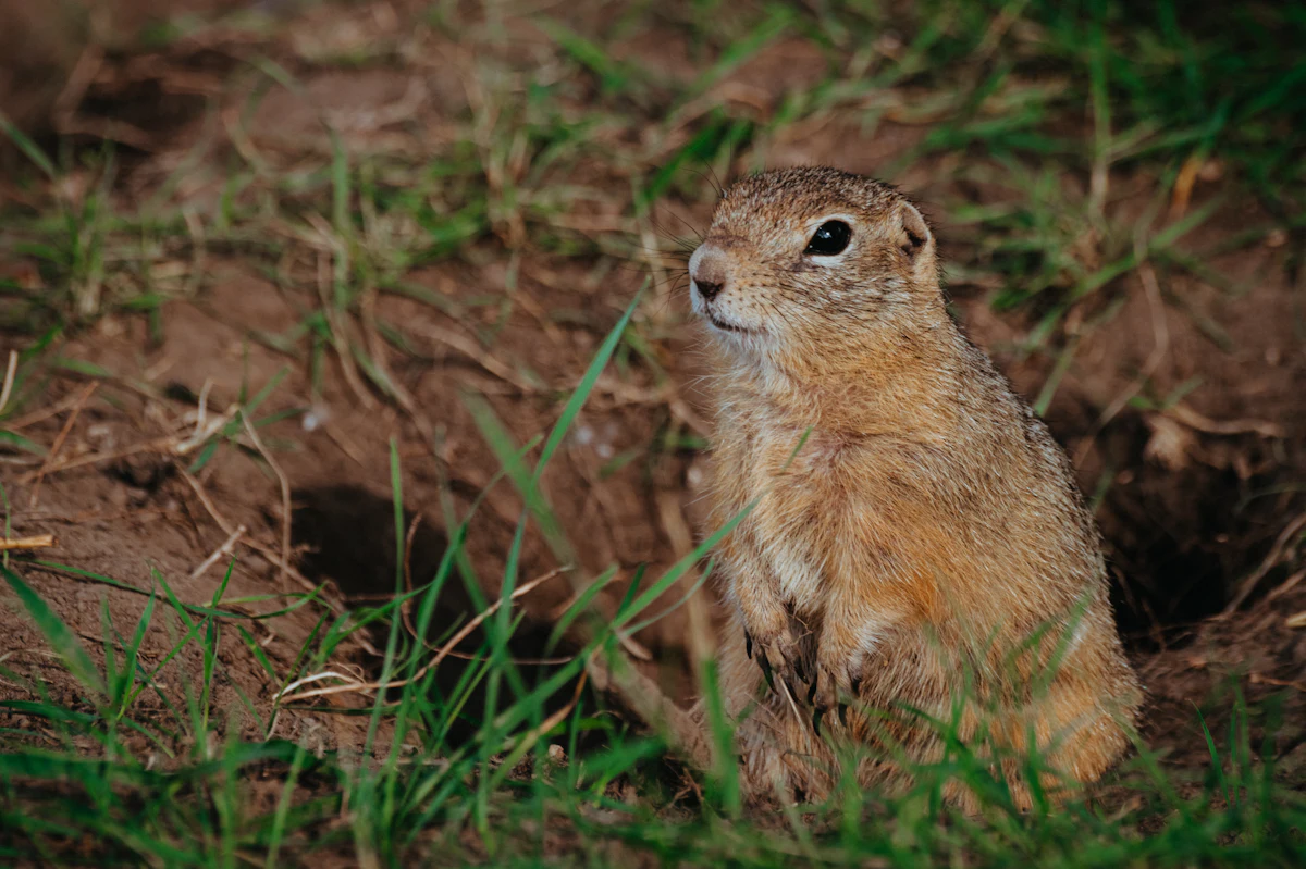 Pocket gopher peering out of its burrow in a Colorado yard