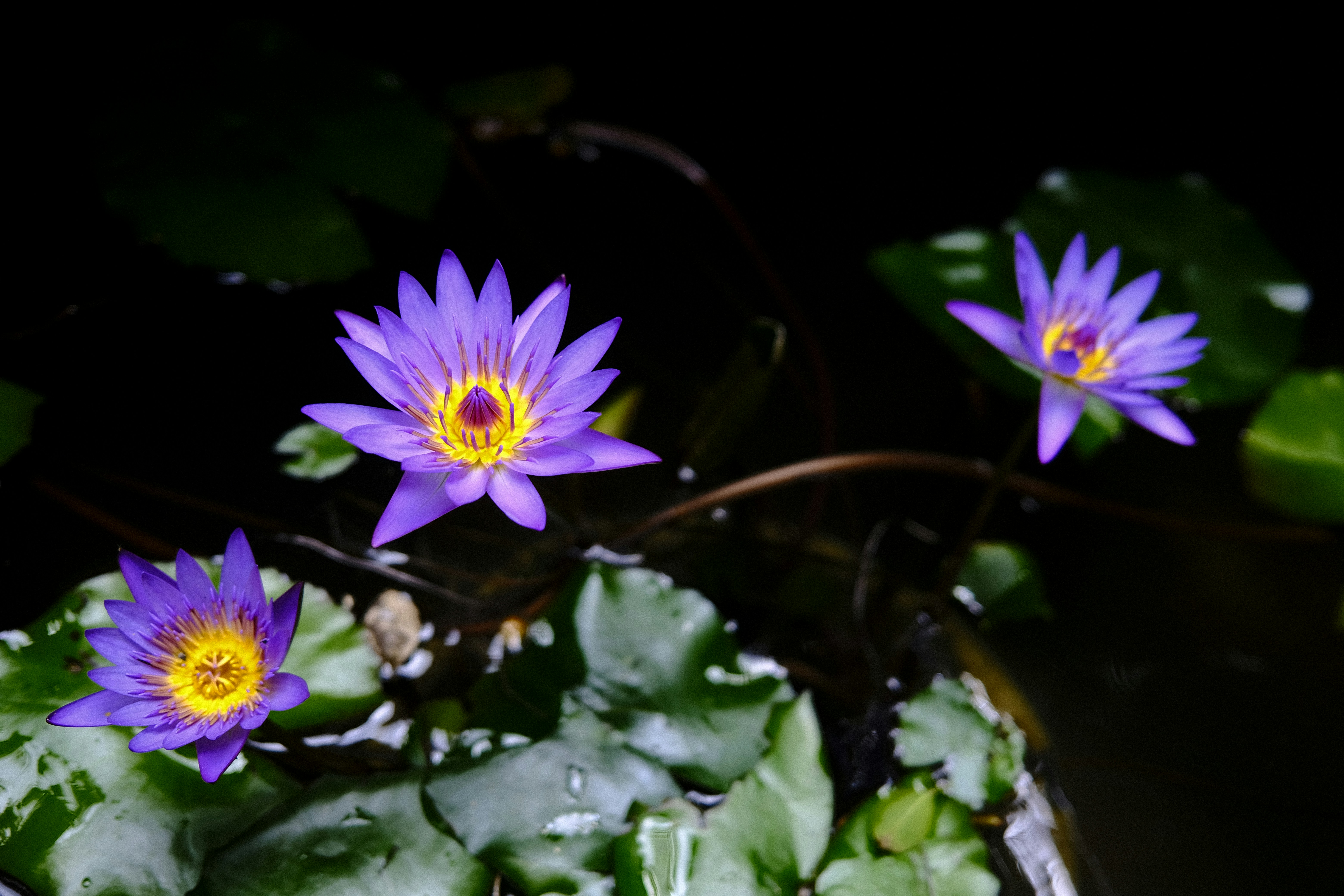 Tres nenúfares morados flotan en el agua.