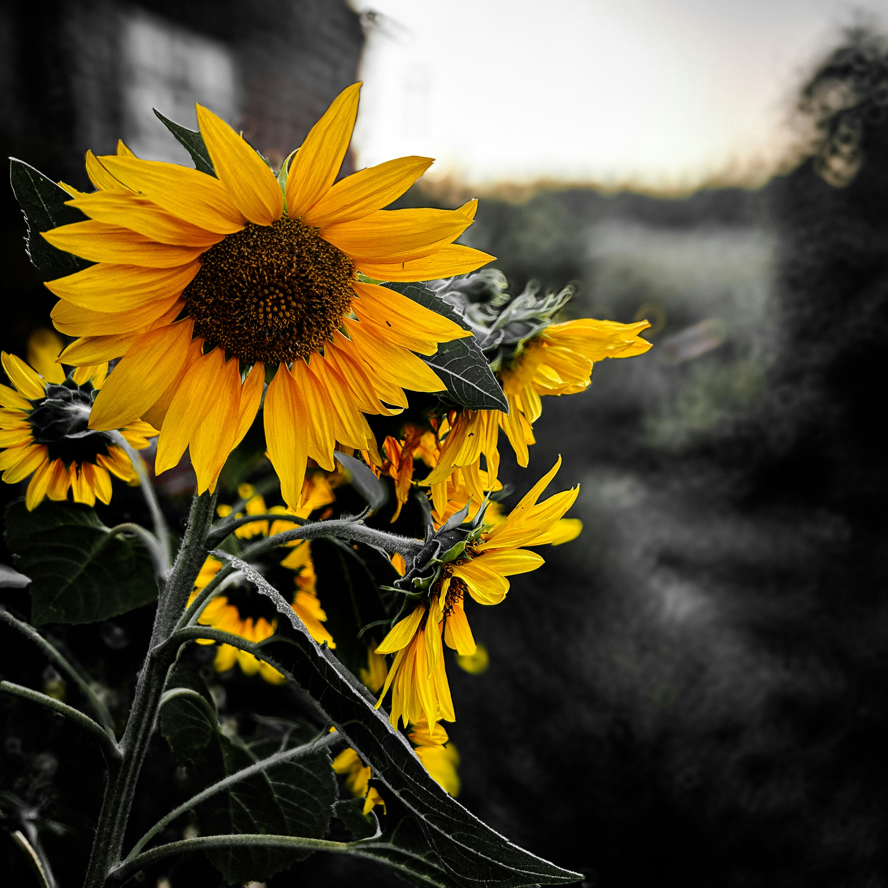 Yellow sunflowers stand out against a dark background.