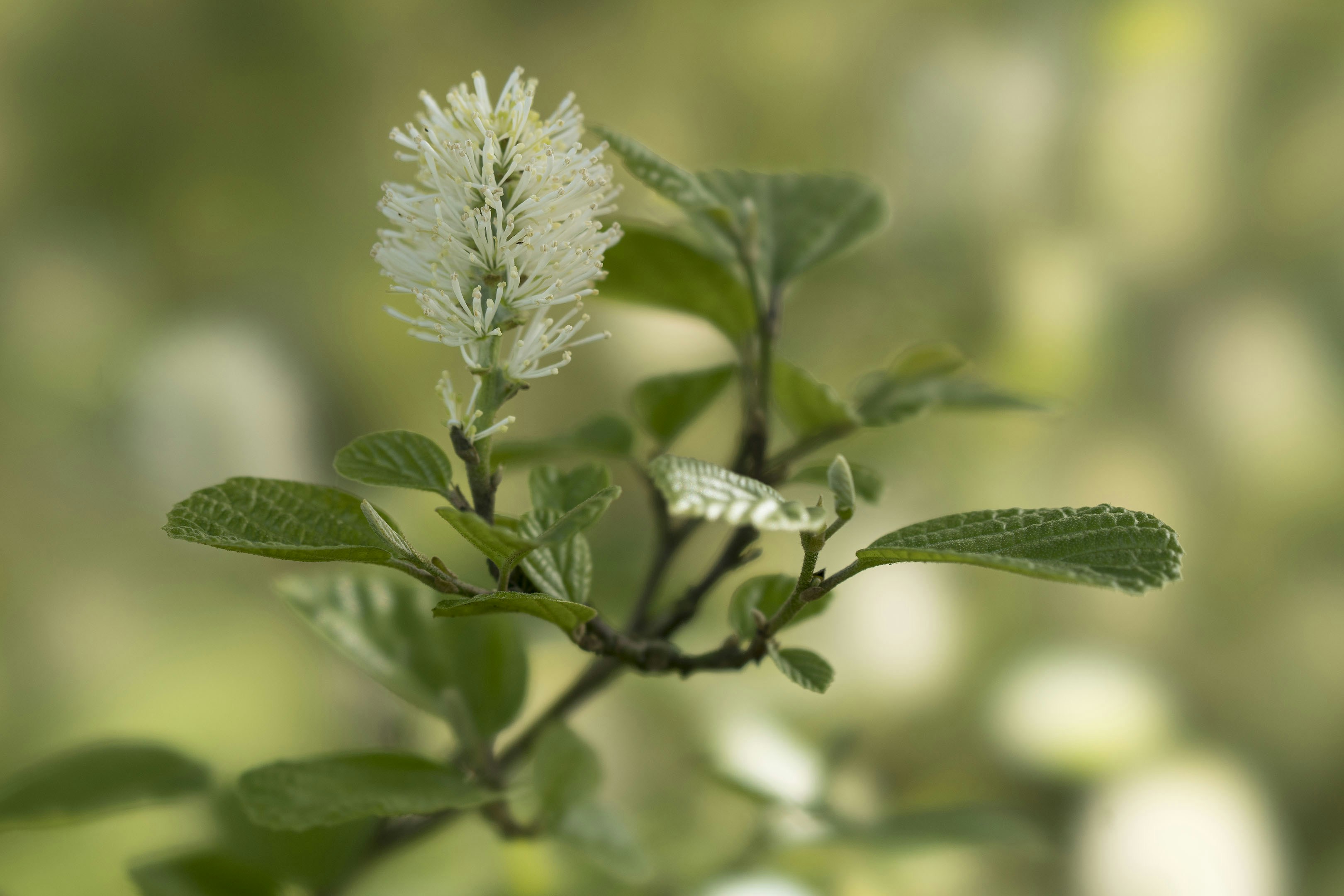 photo-1741863199353-1d9c17134a39?ixid=M3wxMjA3fDB8MXxzZWFyY2h8MTF8fHZpdGFzZWFsJTIwaGVyYmFsJTIwYmxlbmR8ZW58MHx8fHwxNzYxNzY0NjA2fDA\u0026ixlib=rb-4.1.0