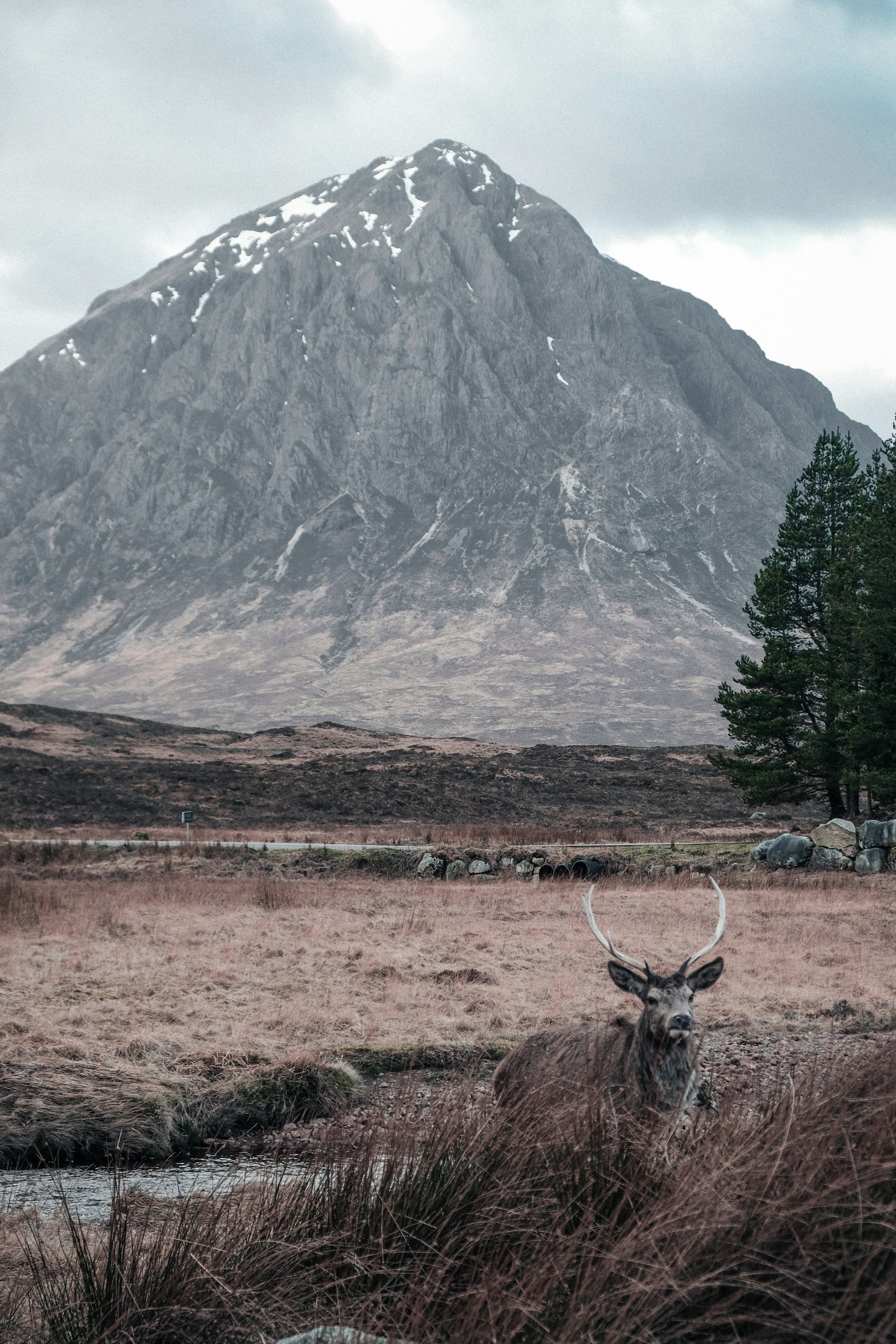 Day 3: Cairngorms National Park — Rewilding and Ancient Forest Walks