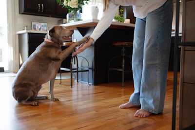 A dog is giving a paw to its owner.