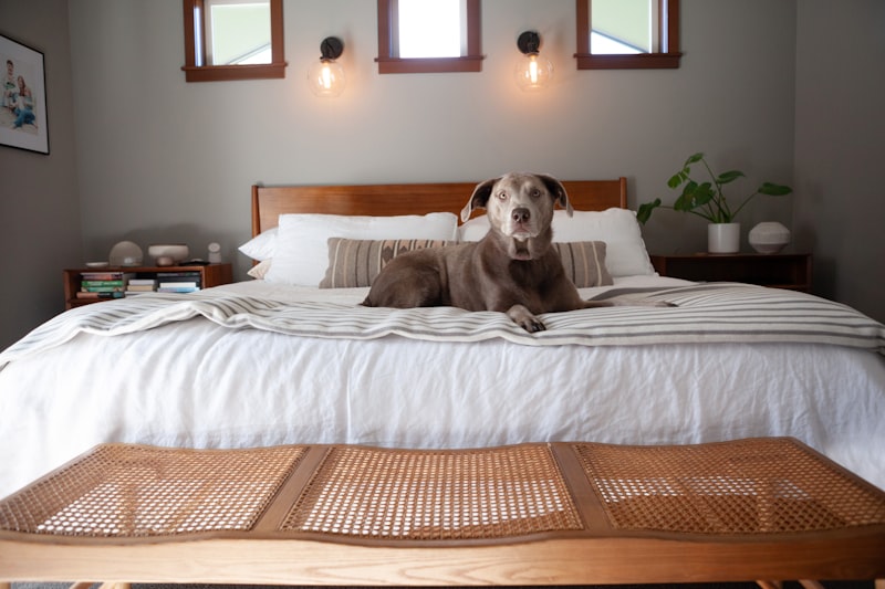 Hund ruht entspannt auf einer Decke