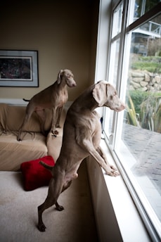 Two weimaraners watch outside the window.