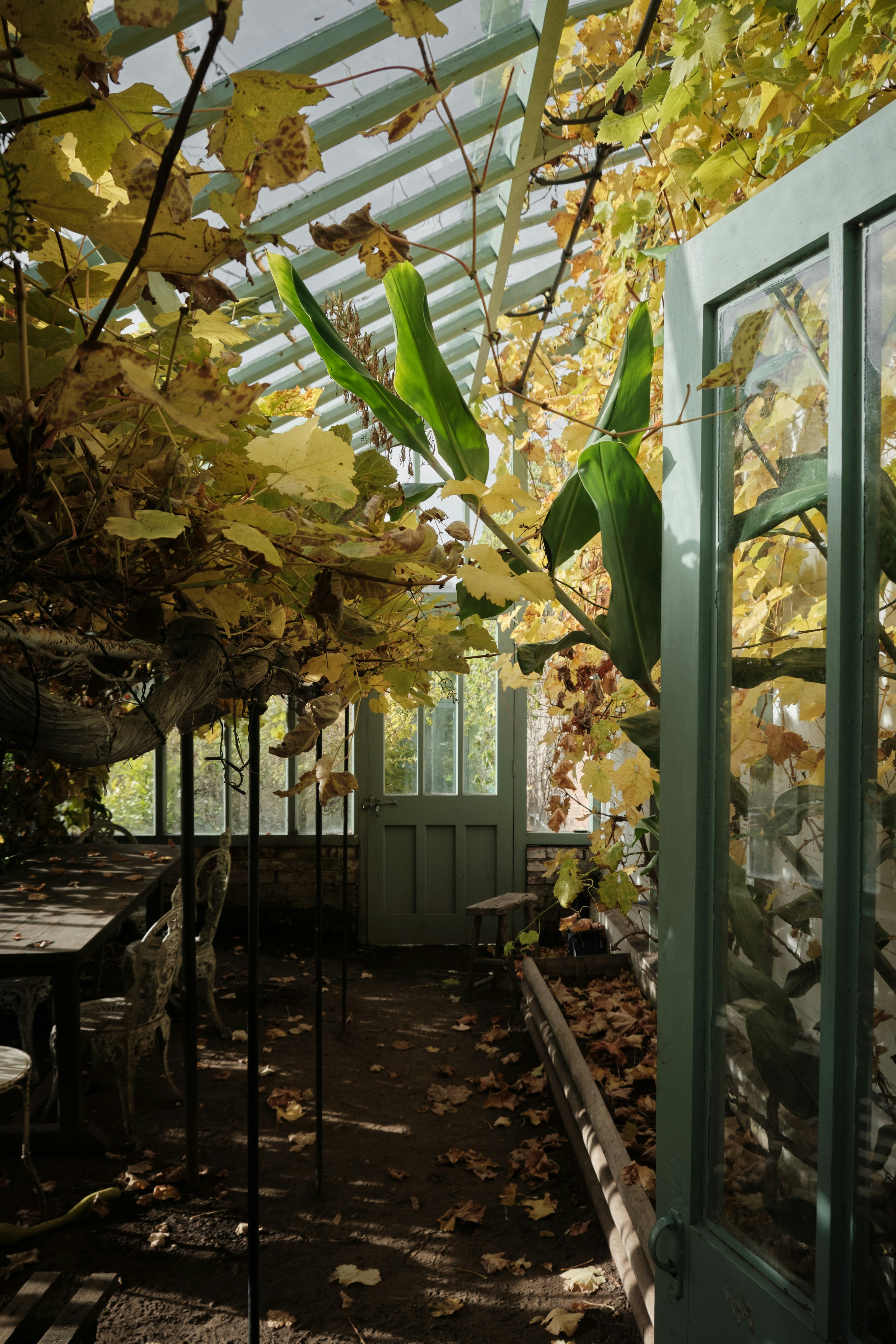 Blätter und Weinreben füllen das Innere eines Vintage-Gewächshauses.