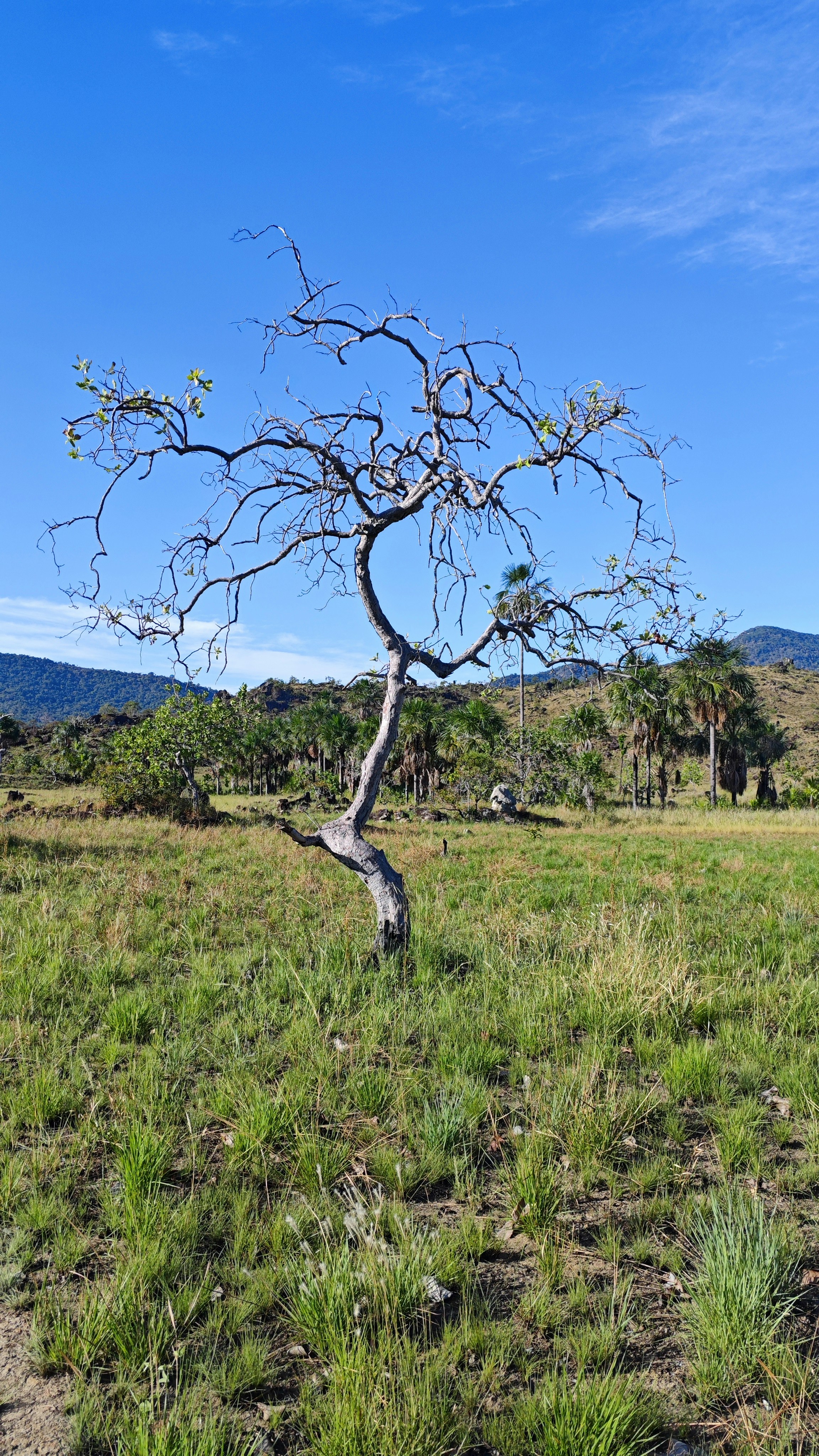 A lone, twisted tree stands in a grassy field.