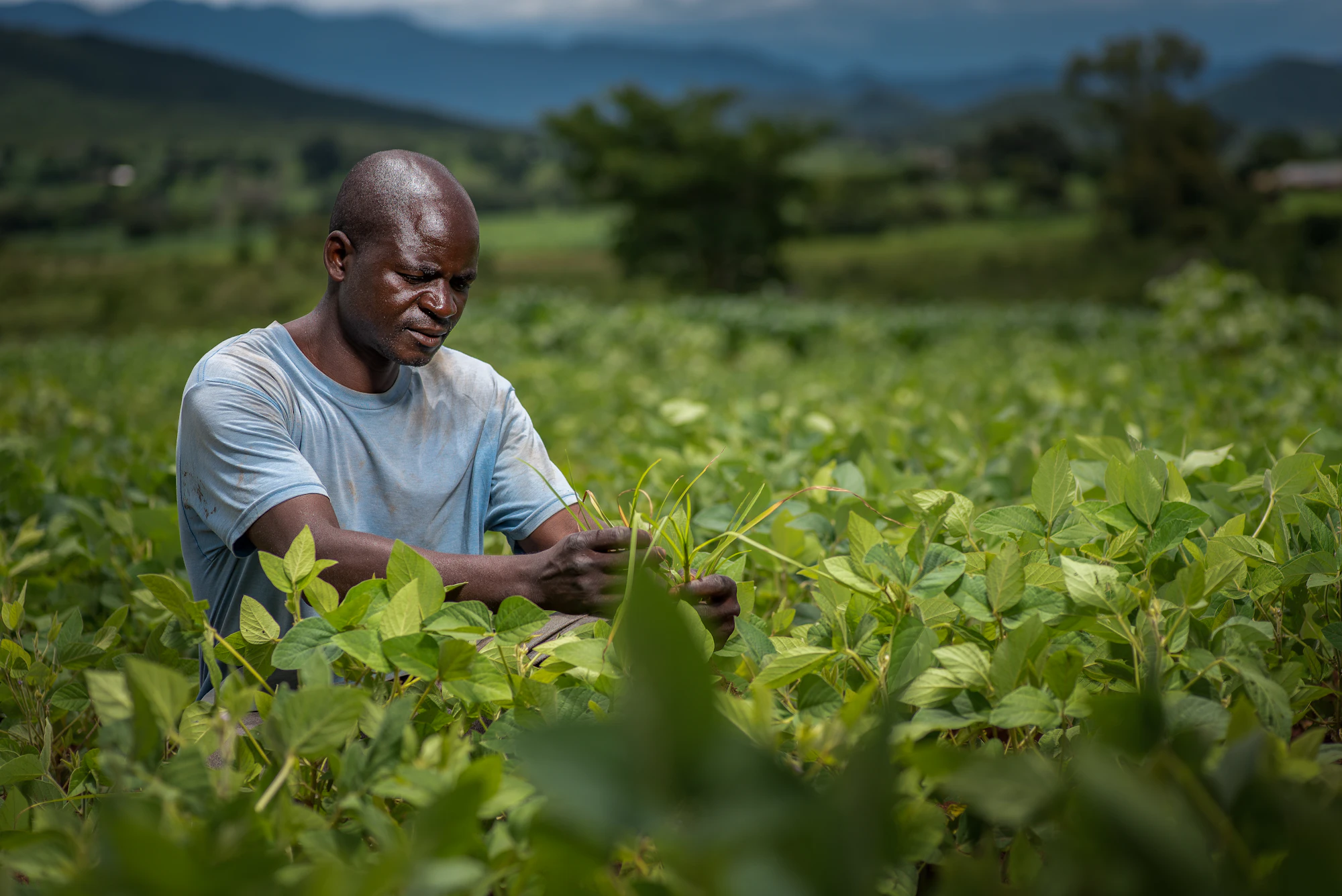 Farmer tending crops in a green field