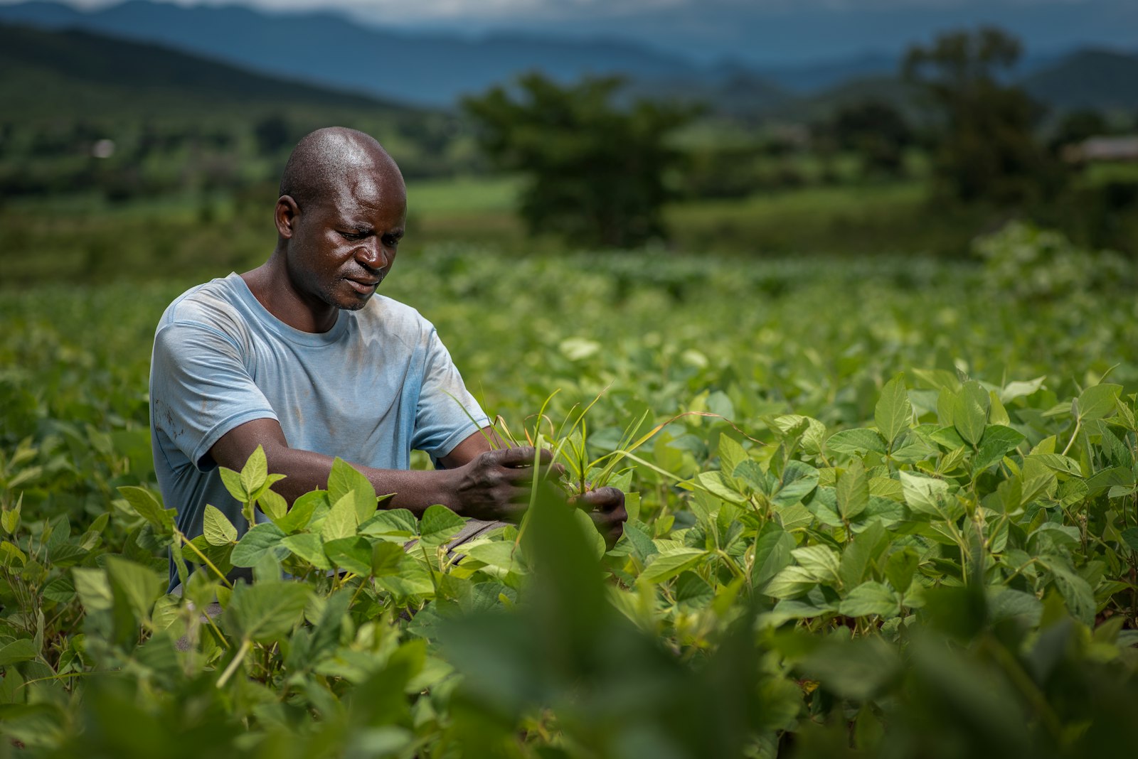 Agricultural Development