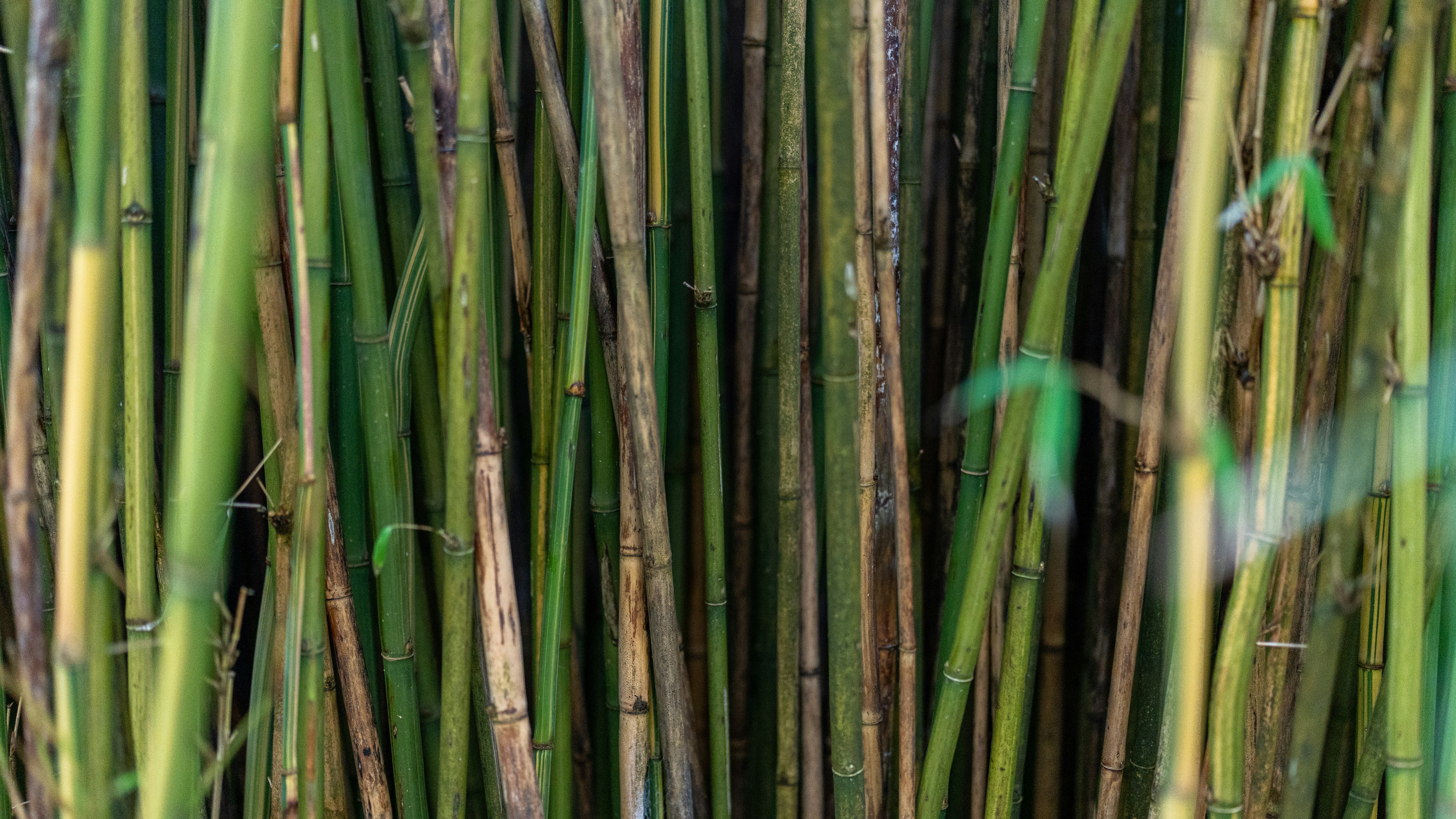 Photo by bfenton_photo